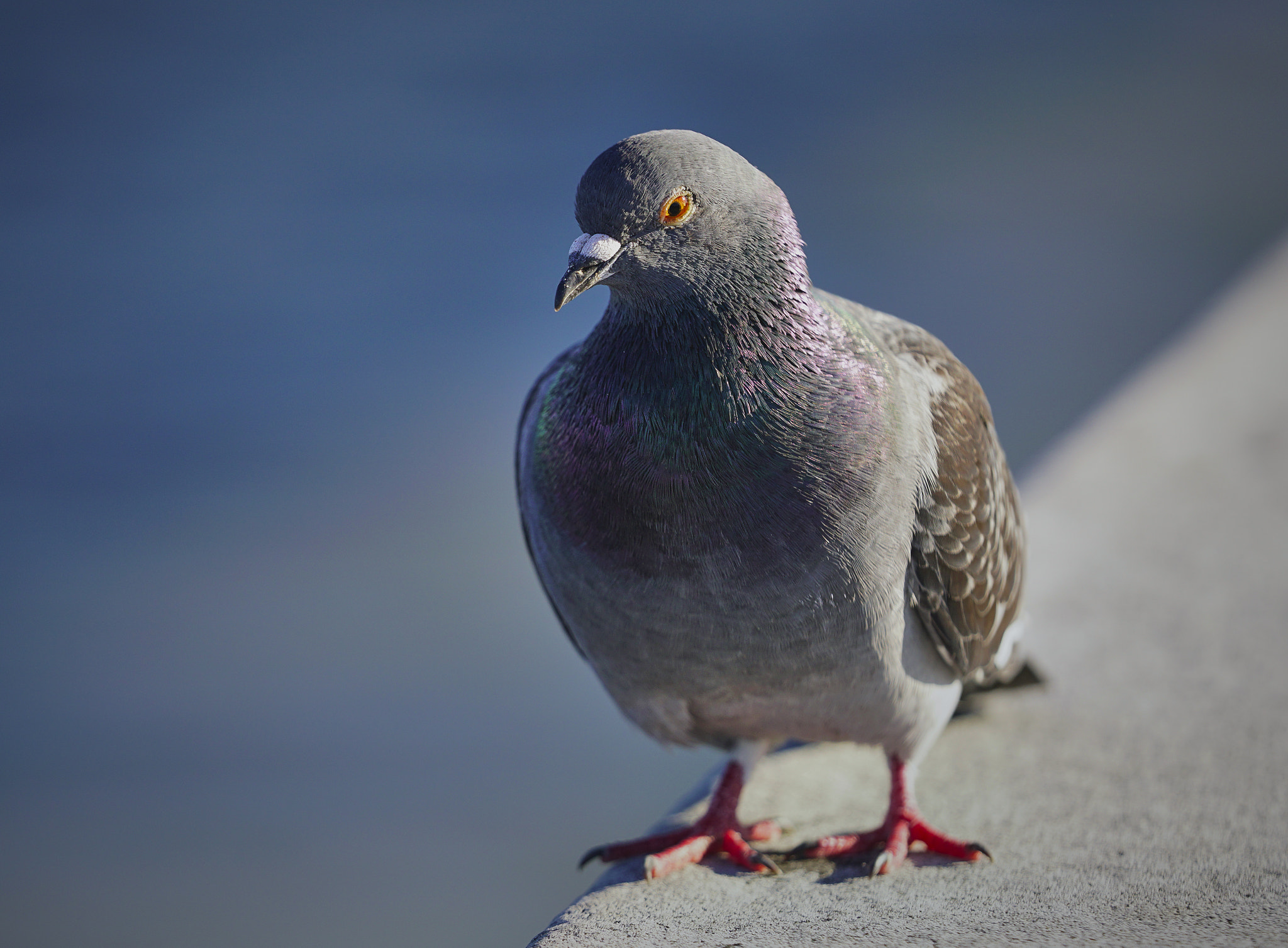 Sony a6300 + Sony FE 70-200mm F2.8 GM OSS sample photo. Just hanging out photography