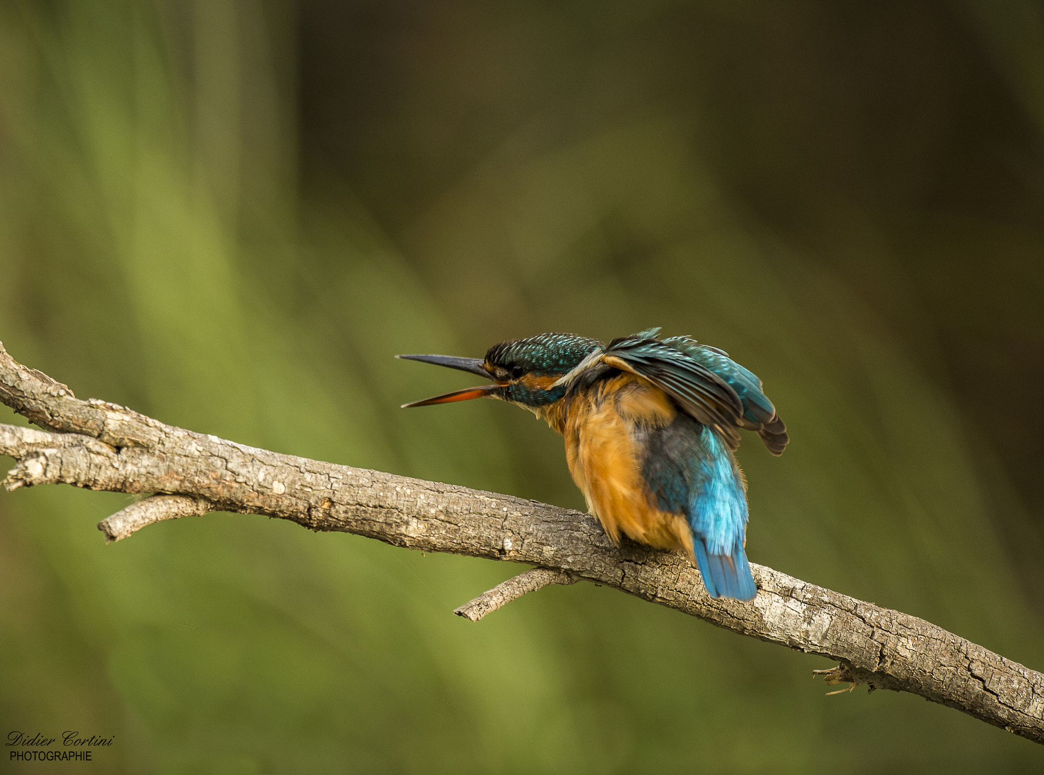 Nikon D4 + Nikon AF-S Nikkor 500mm F4G ED VR sample photo. What else .... photography