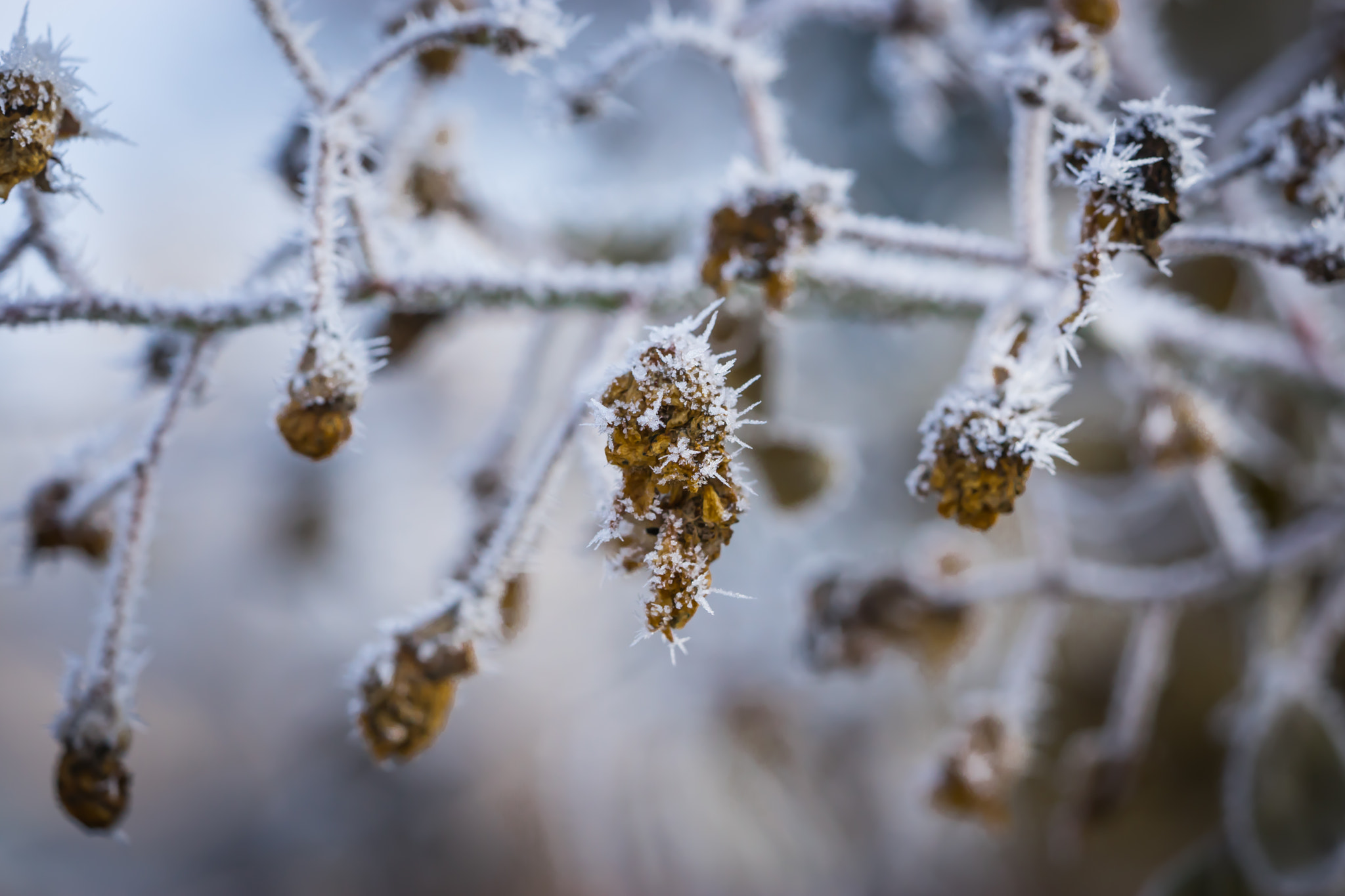 Sony a7 + Sony FE 90mm F2.8 Macro G OSS sample photo. Winter motiv 5 photography