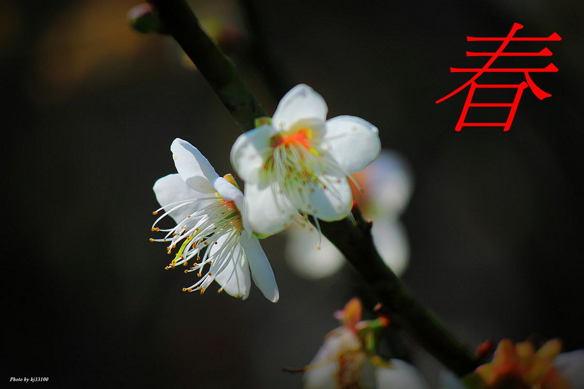 Canon EF-S 55-250mm F4-5.6 IS sample photo. 春梅 photography