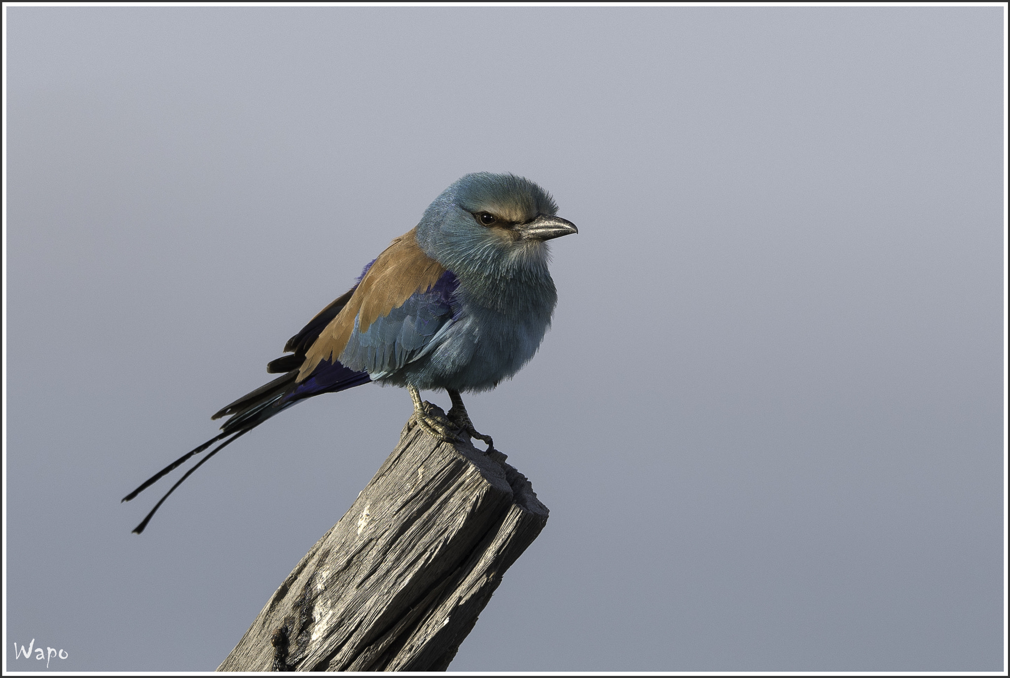 Nikon AF-S Nikkor 500mm F4E FL ED VR sample photo. Abyssinian roller photography