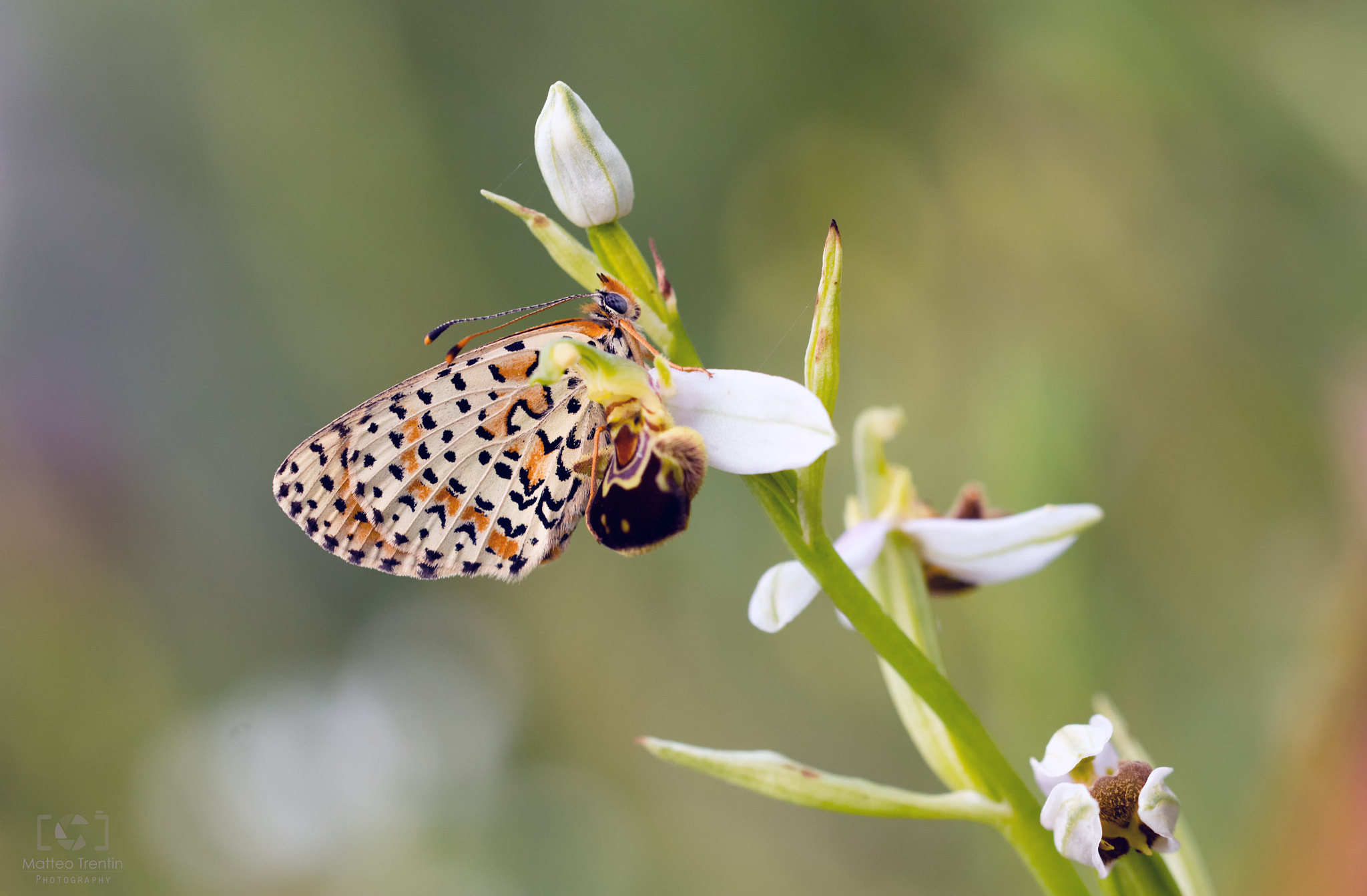 Nikon D7100 + Sigma 150mm F2.8 EX DG OS Macro HSM sample photo. Colours photography