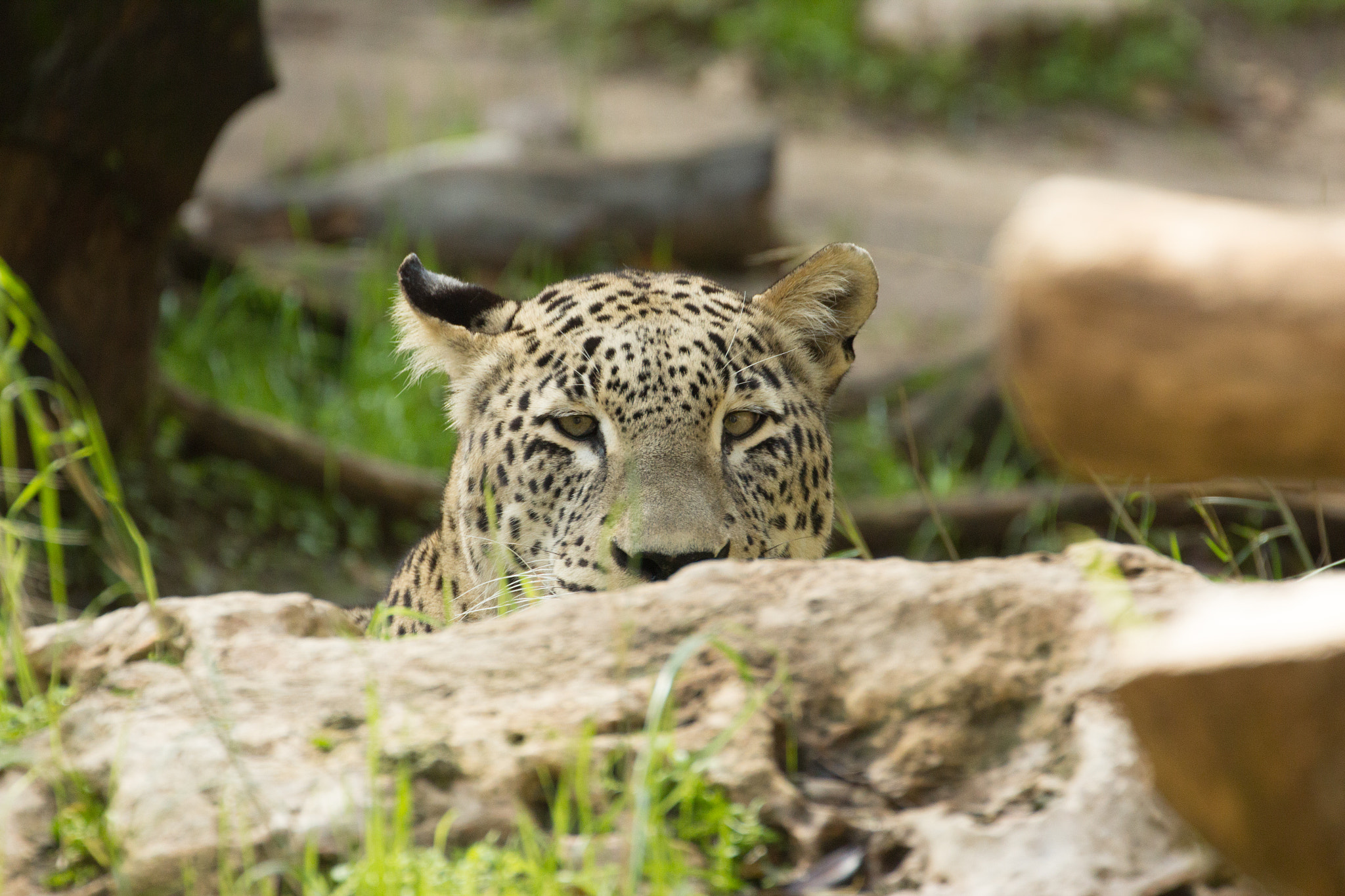 Canon EF 70-300mm F4-5.6L IS USM sample photo. Safari ramat gan 13/01/2017 photography
