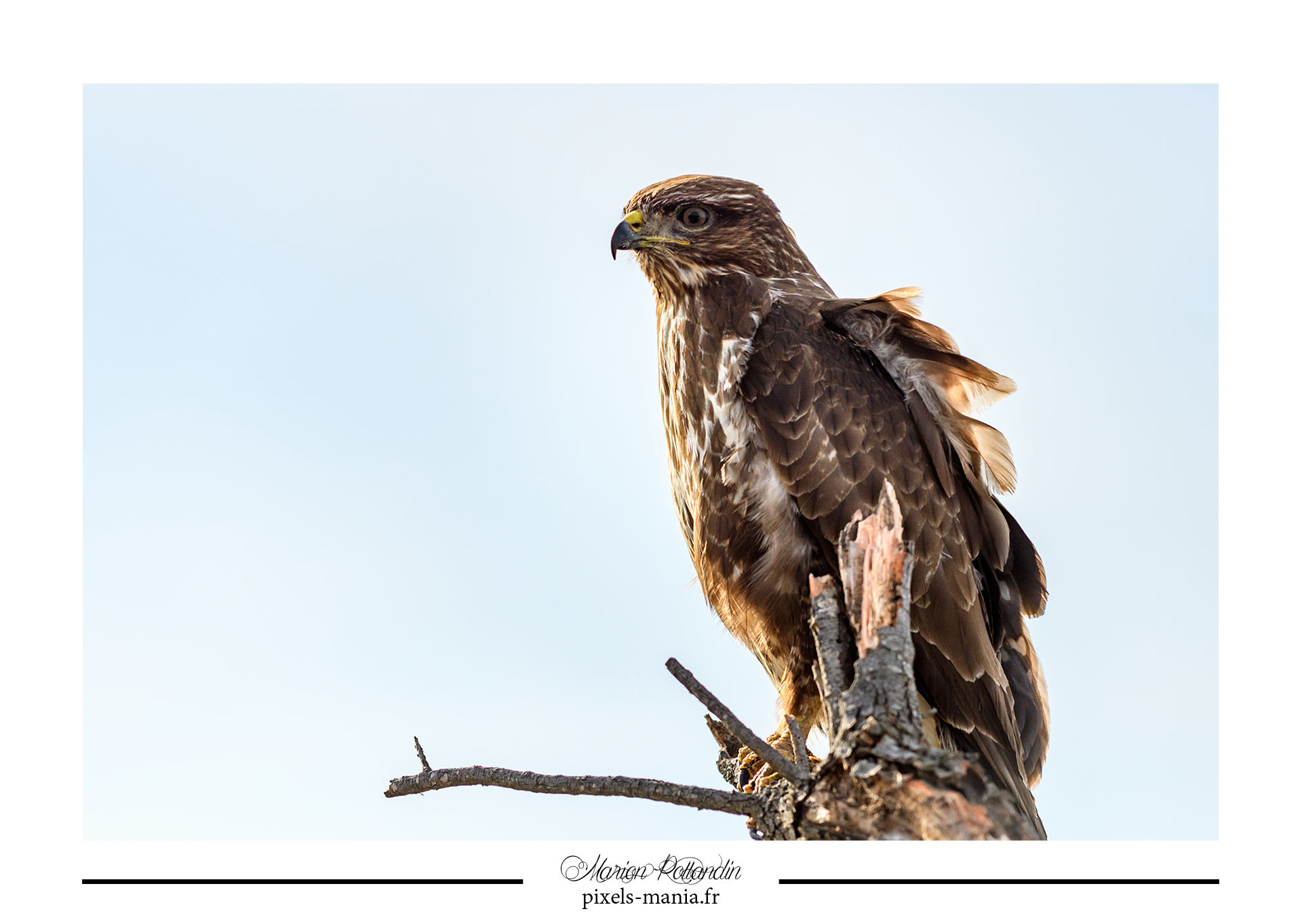 Nikon AF-S Nikkor 70-200mm F4G ED VR sample photo. La surveillante photography
