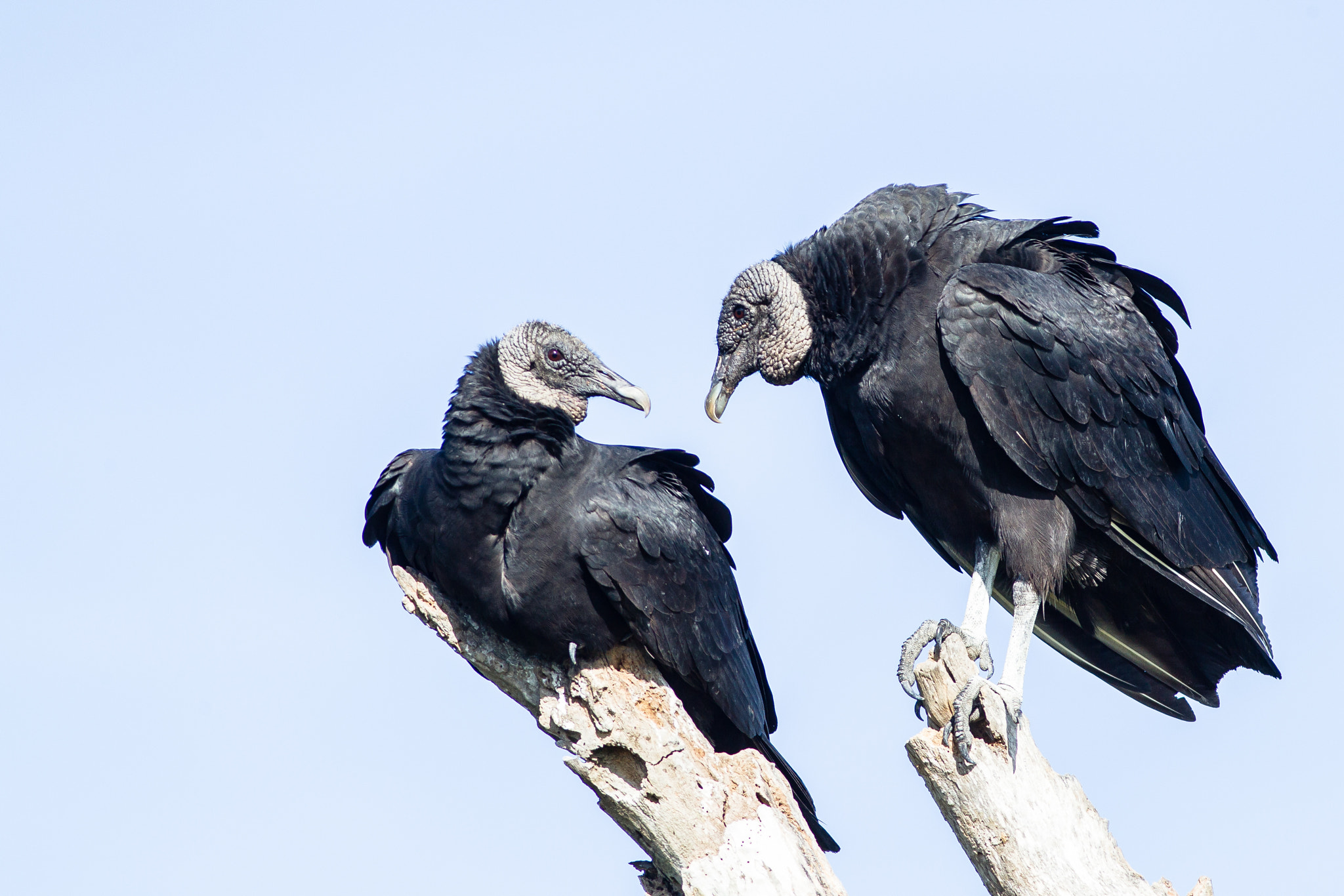 Canon EOS-1D Mark IV sample photo. Black vultures photography