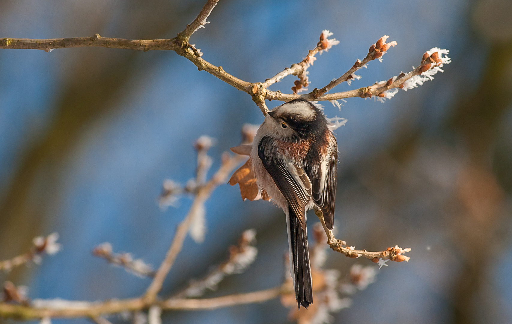 Canon EF 400mm F5.6L USM sample photo. Long-tailed tit photography