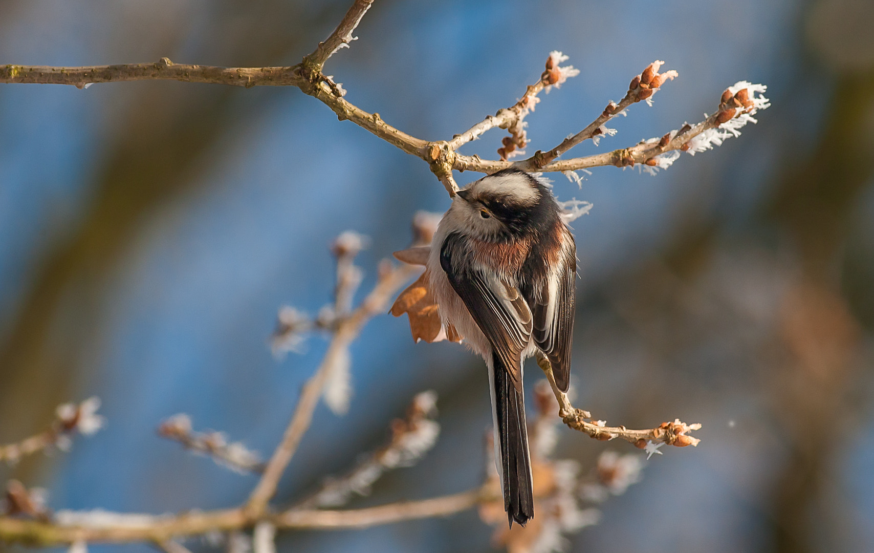 Canon EOS 30D + Canon EF 400mm F5.6L USM sample photo. Long-tailed tit photography