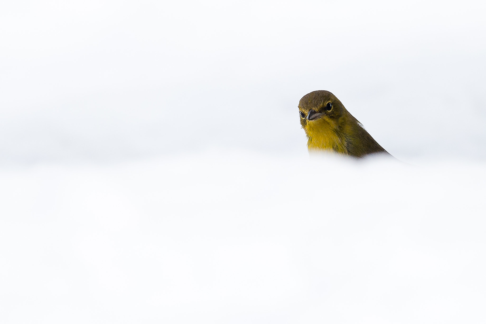 Nikon D800 + Nikon AF-S Nikkor 500mm F4G ED VR sample photo. Pine warbler in the snow. photography