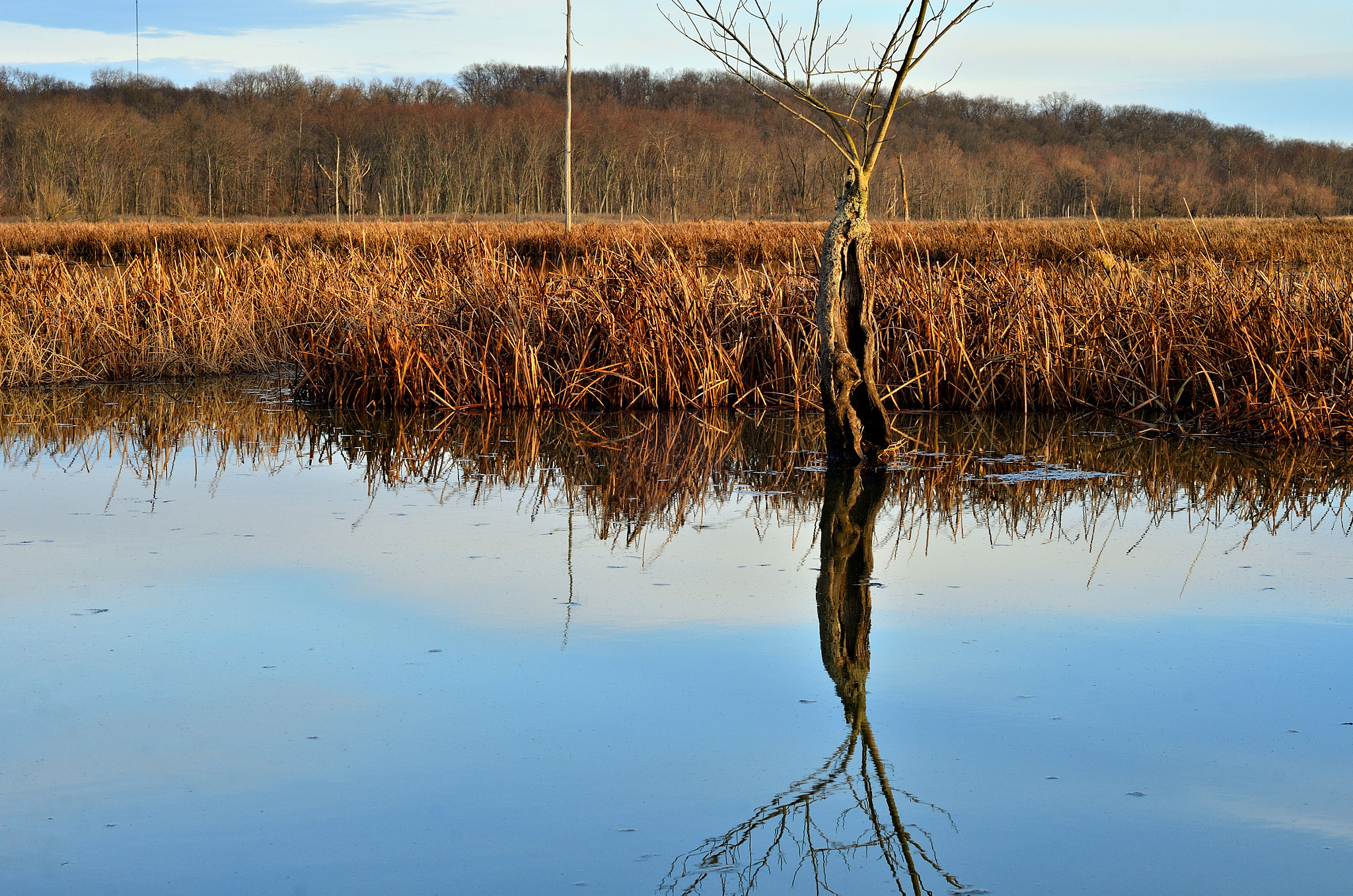 AF Nikkor 50mm f/1.8 sample photo. Marsh reflection photography