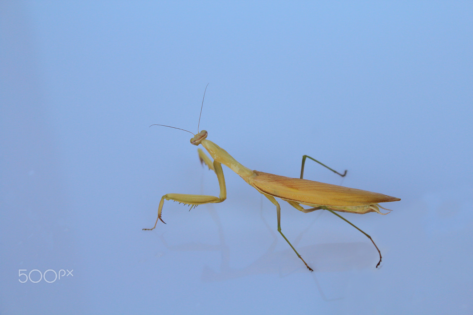 Canon EOS 1200D (EOS Rebel T5 / EOS Kiss X70 / EOS Hi) sample photo. Praying mantis photography