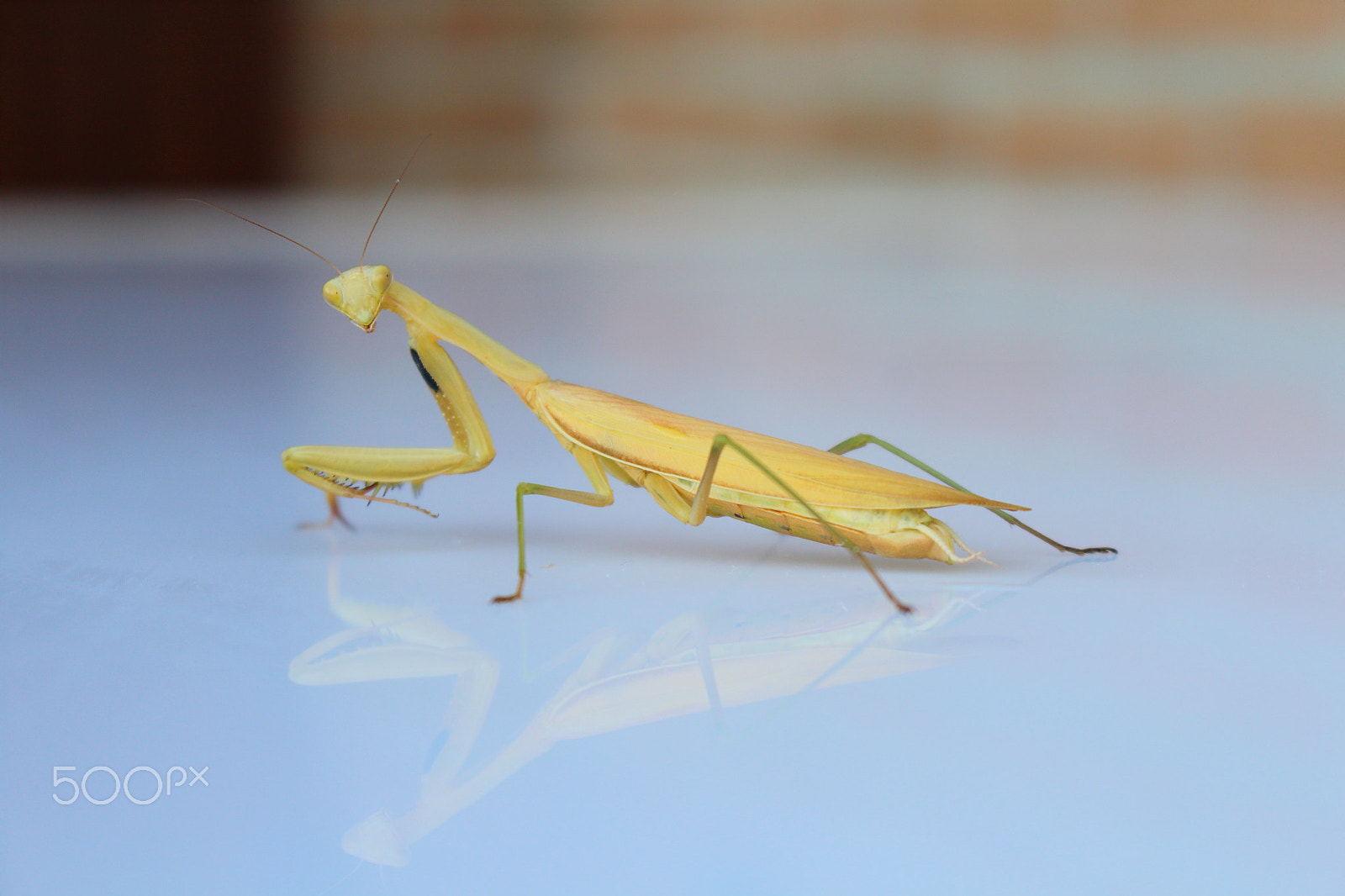 Canon EOS 1200D (EOS Rebel T5 / EOS Kiss X70 / EOS Hi) + Canon EF-S 18-55mm F3.5-5.6 IS STM sample photo. Praying mantis photography