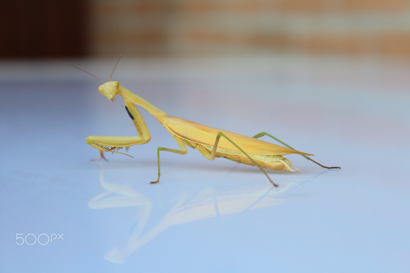 Canon EOS 1200D (EOS Rebel T5 / EOS Kiss X70 / EOS Hi) sample photo. Praying mantis photography