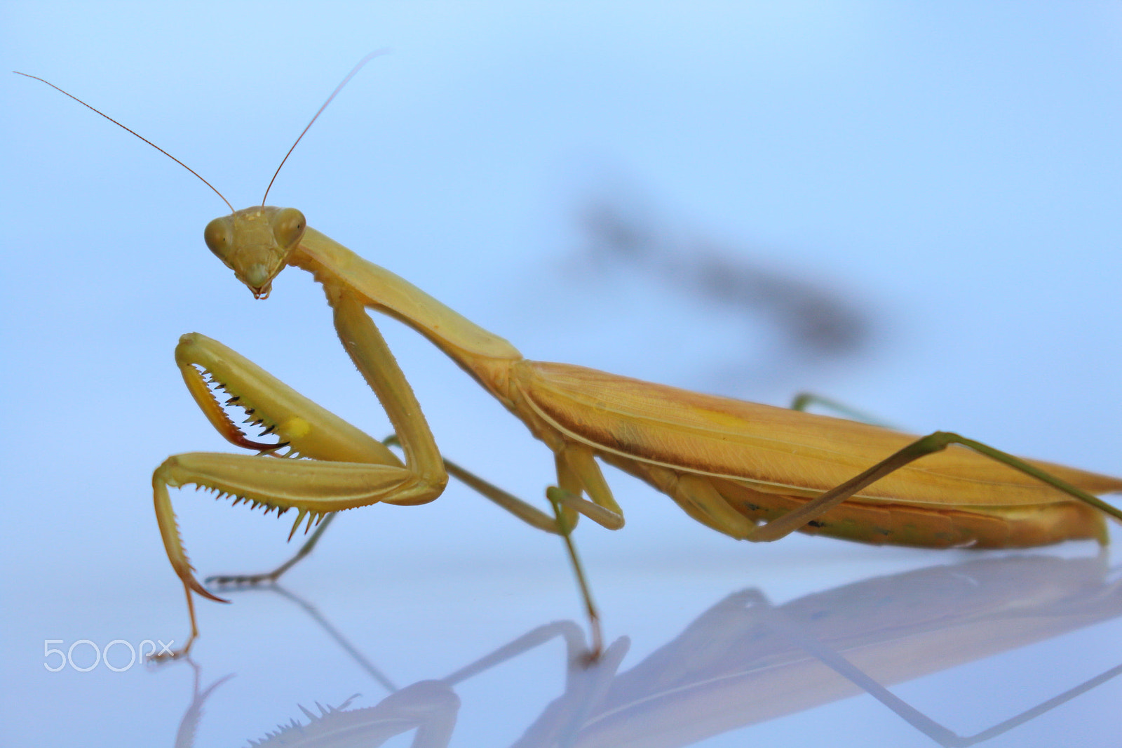 Canon EOS 1200D (EOS Rebel T5 / EOS Kiss X70 / EOS Hi) sample photo. Praying mantis photography
