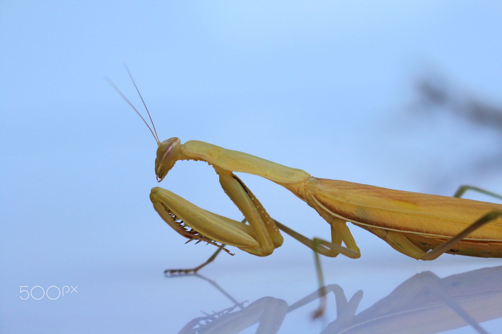 Canon EOS 1200D (EOS Rebel T5 / EOS Kiss X70 / EOS Hi) sample photo. Praying mantis photography