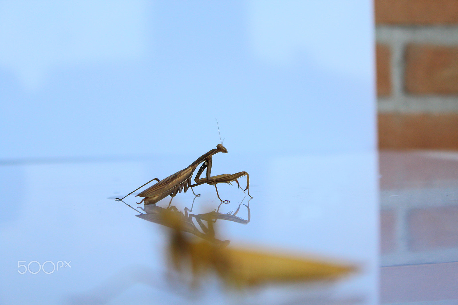 Canon EOS 1200D (EOS Rebel T5 / EOS Kiss X70 / EOS Hi) sample photo. Praying mantis photography