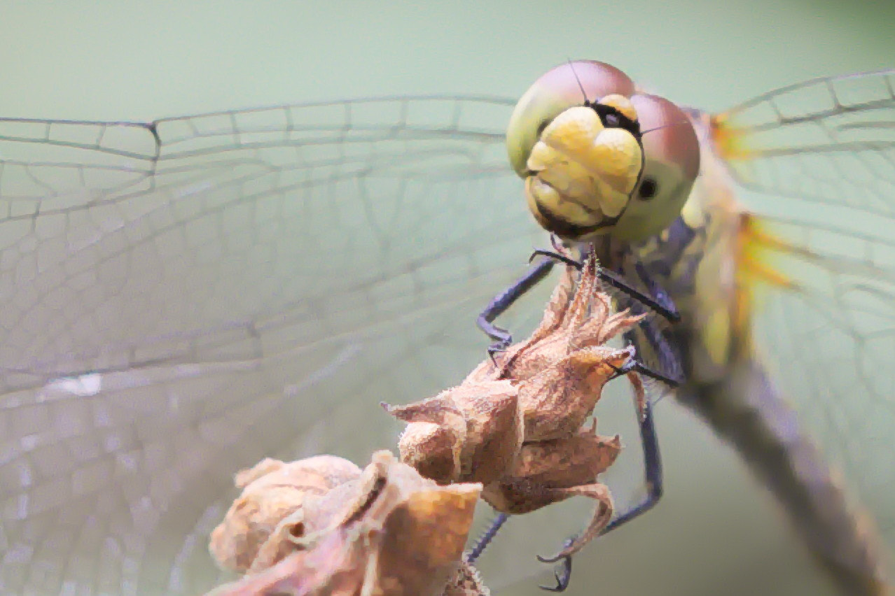 Canon EF 100mm F2.8 Macro USM sample photo. Libellule photography