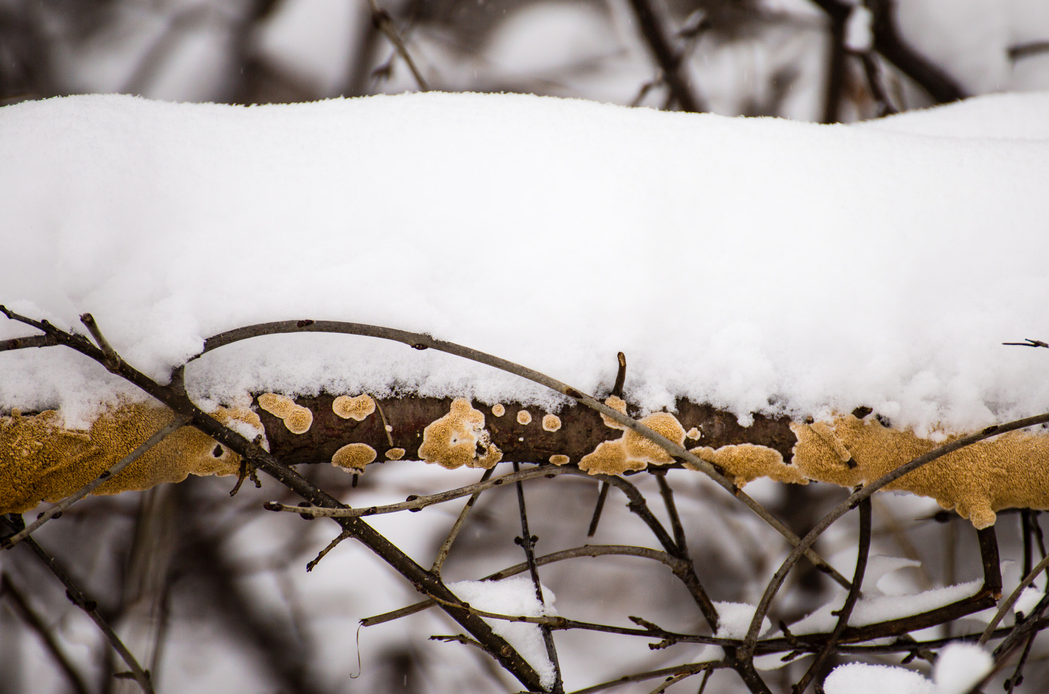 Tamron SP 35mm F1.8 Di VC USD sample photo. Fungus on snowy tree photography