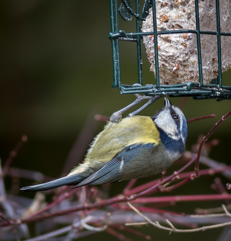 Canon EF 400mm F5.6L USM sample photo. Hanging around photography