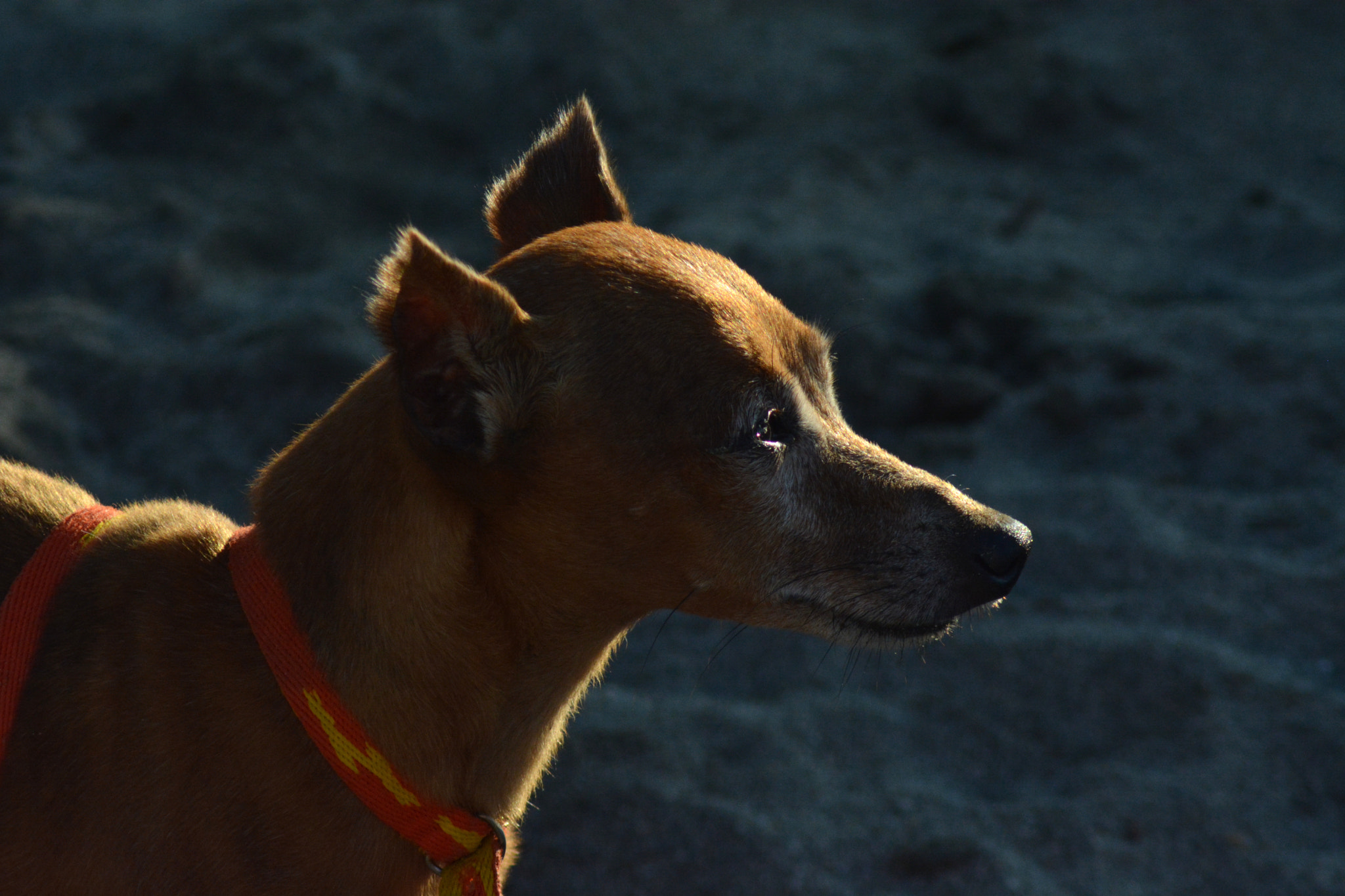 Nikon AF Nikkor 70-300mm F4-5.6G sample photo. Dog at sunset photography