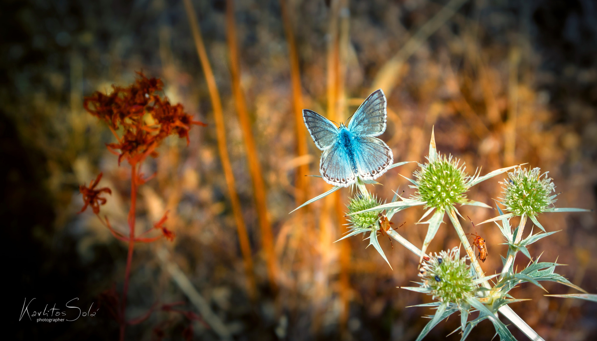 Sigma 18-50mm F2.8-4.5 DC OS HSM sample photo. Colorines photography