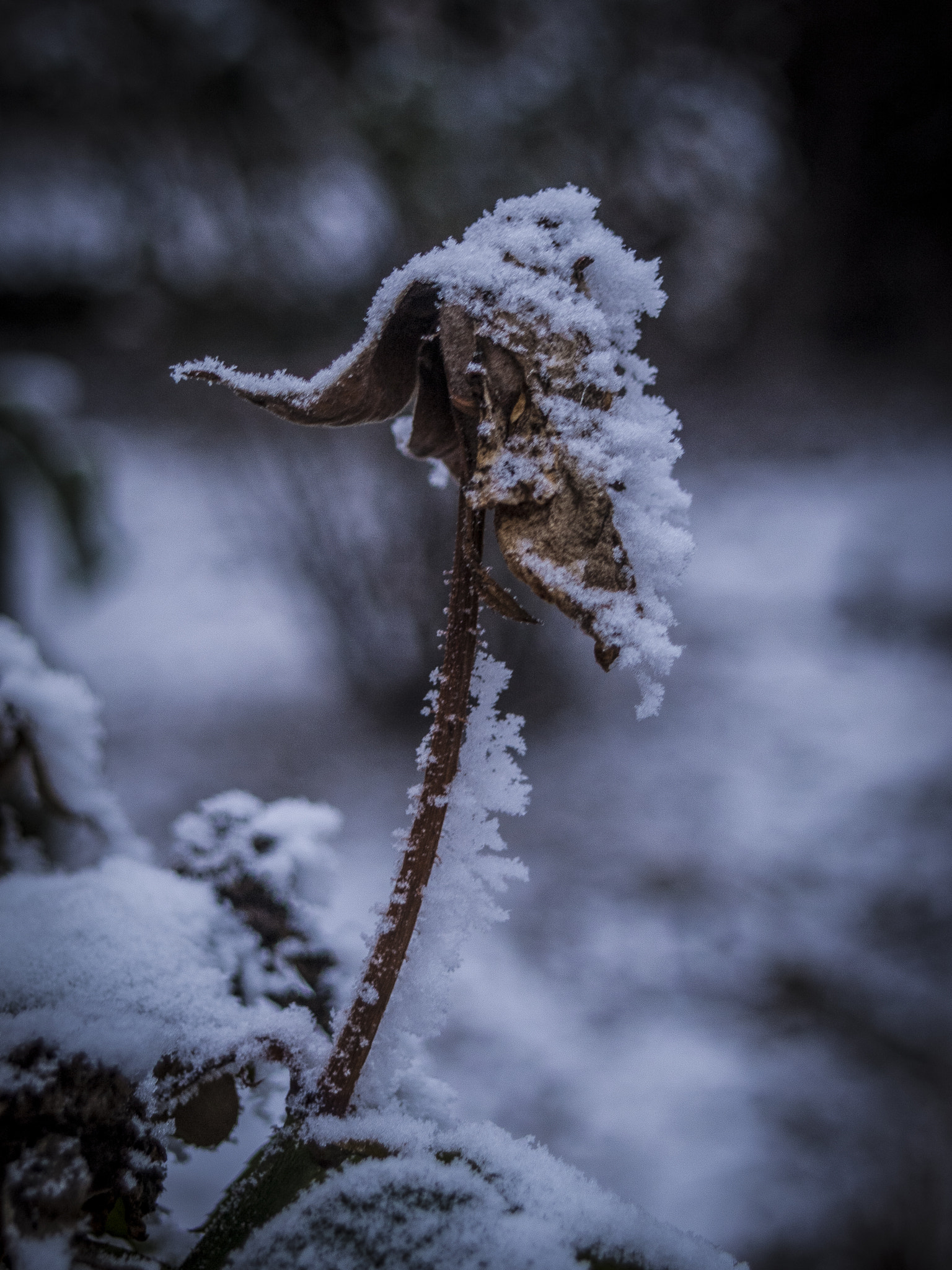 Olympus Zuiko Digital 17.5-45mm F3.5-5.6 sample photo. Winter snowflakes ... photography