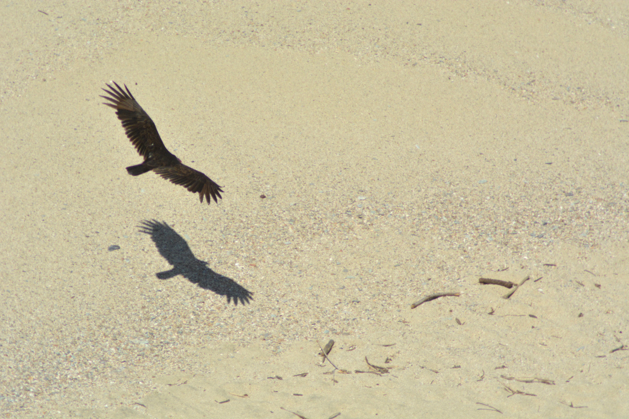 Nikon AF Nikkor 70-300mm F4-5.6G sample photo. Vulture in flight over the sand photography