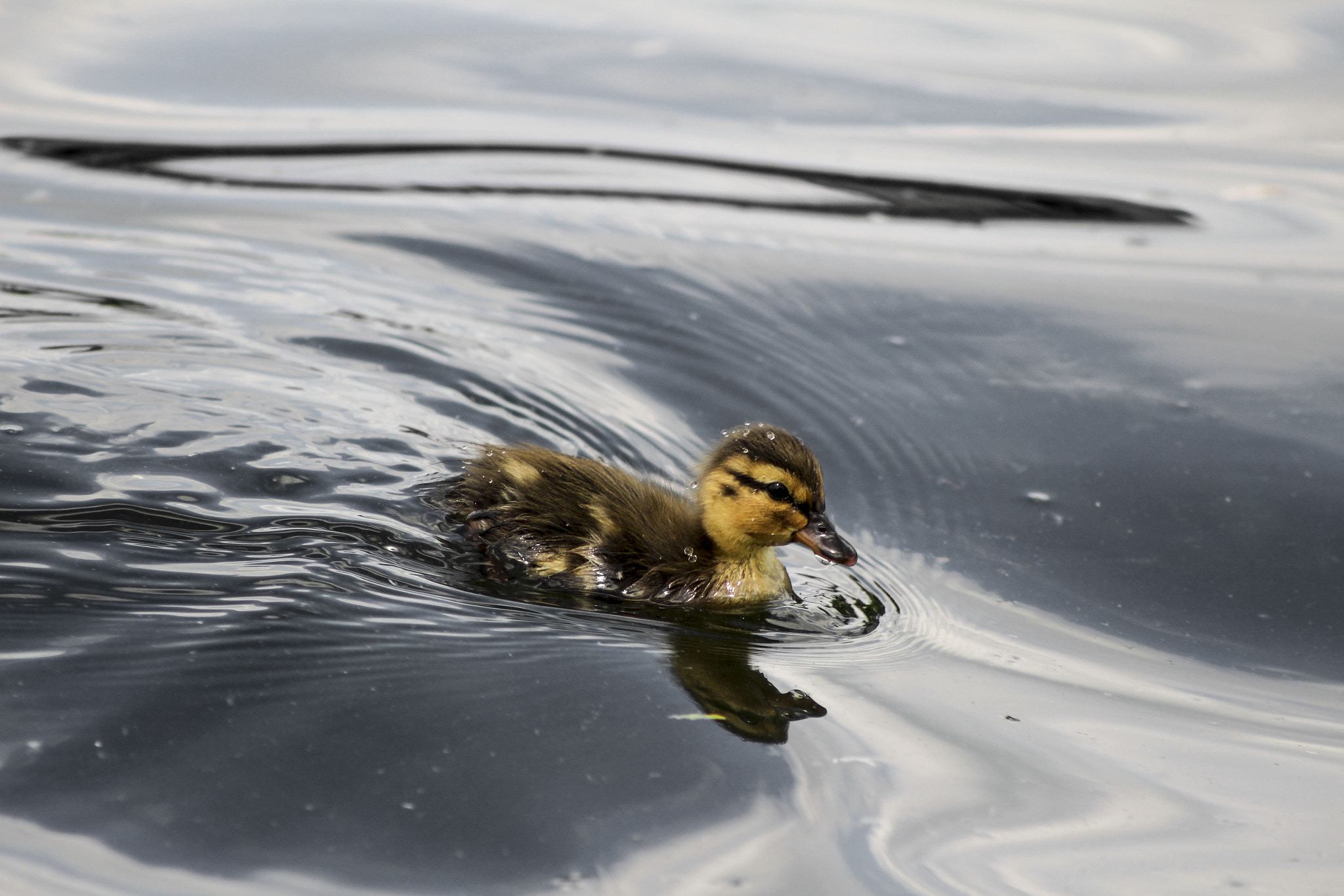 Canon EOS 100D (EOS Rebel SL1 / EOS Kiss X7) + EF75-300mm f/4-5.6 sample photo. One off the flock photography