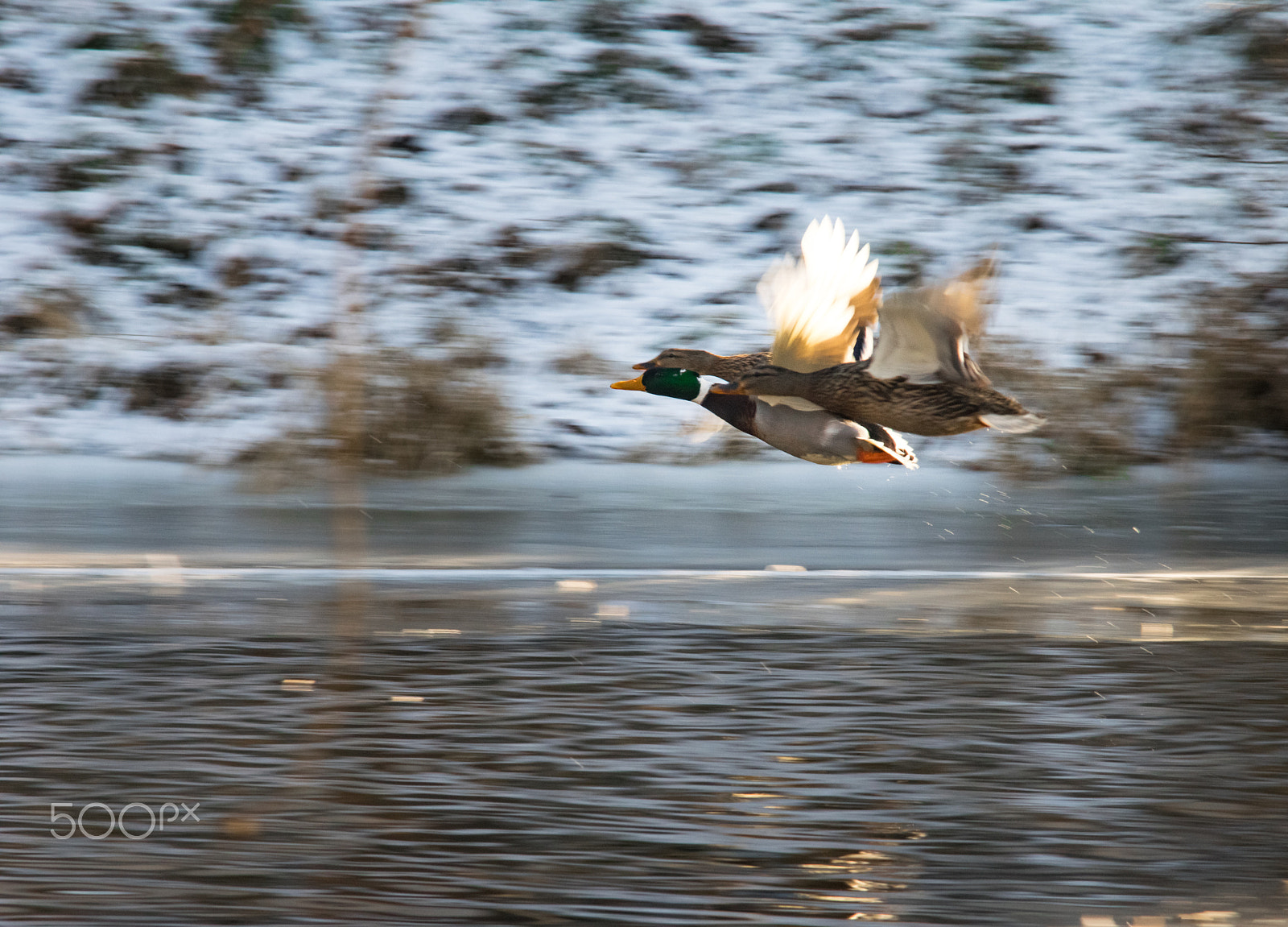 Sigma 28-200mm F3.5-5.6 Compact Aspherical Hyperzoom Macro sample photo. The race photography