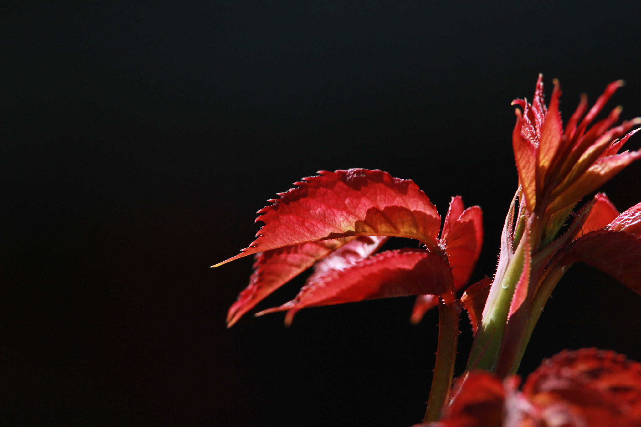 Canon EOS 550D (EOS Rebel T2i / EOS Kiss X4) + Tamron SP AF 70-200mm F2.8 Di LD (IF) MACRO sample photo. Roses photography