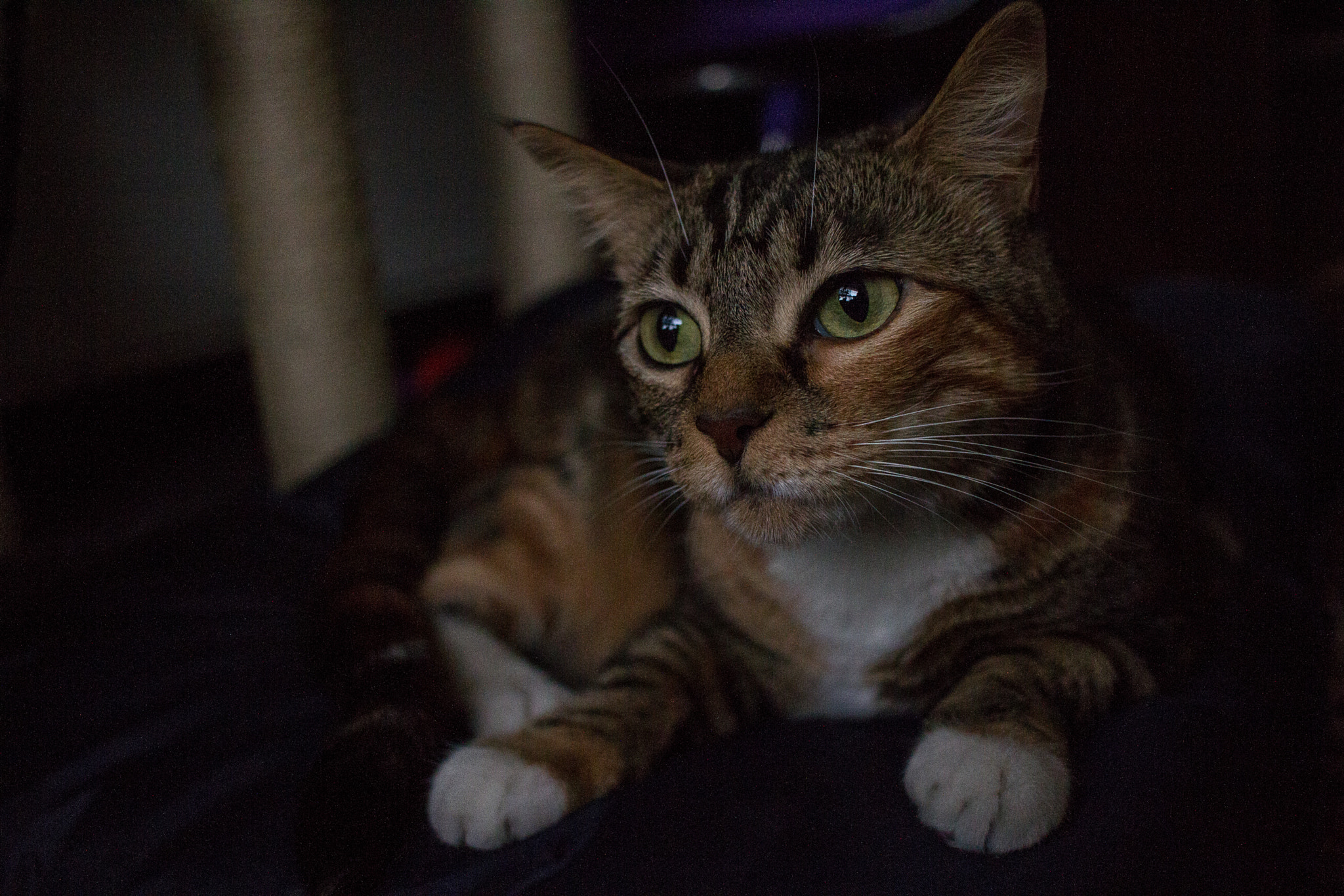 Canon EF-S 24mm F2.8 STM sample photo. Img photography