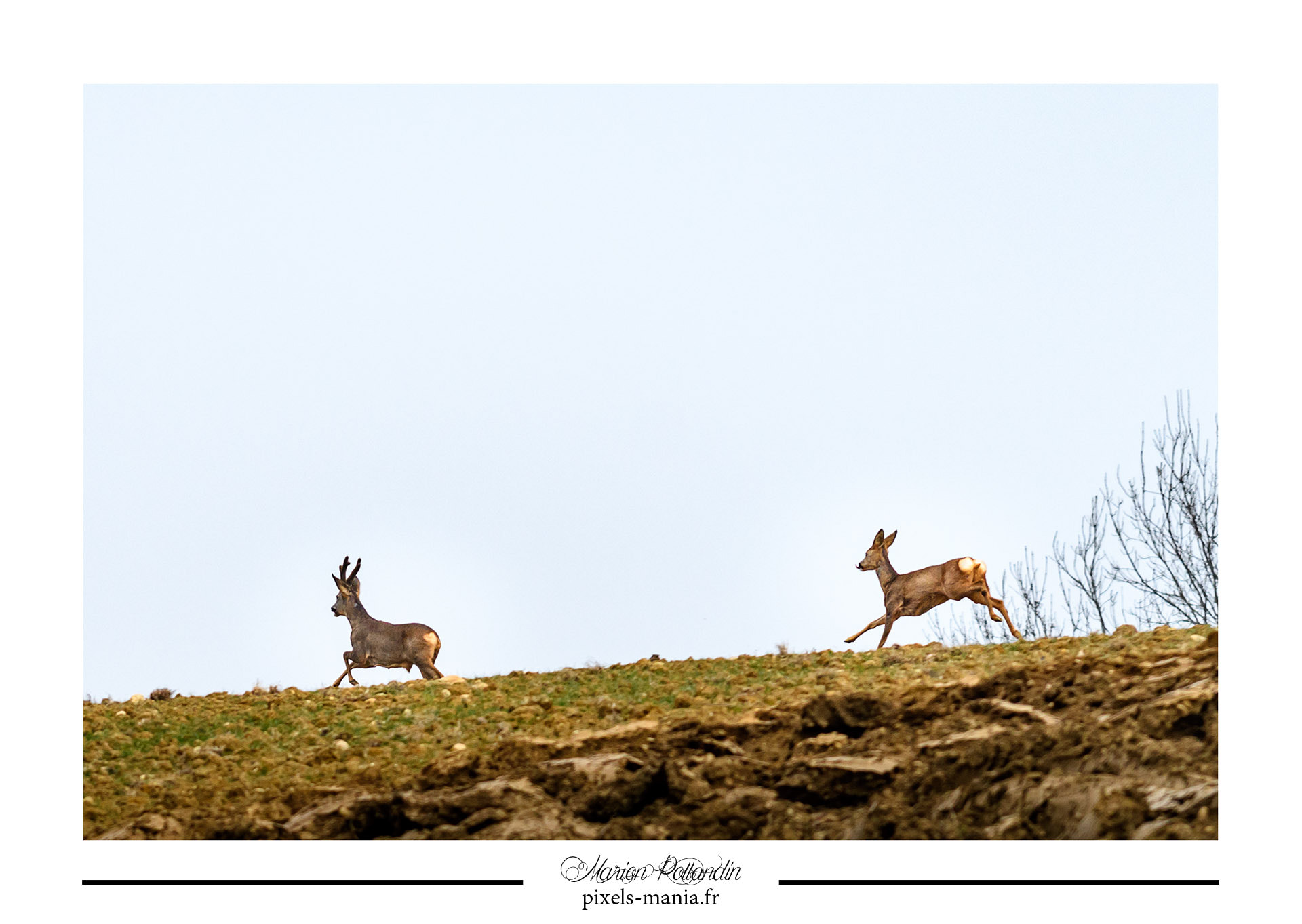 Nikon AF-S Nikkor 70-200mm F4G ED VR sample photo. Petits chevreuils photography