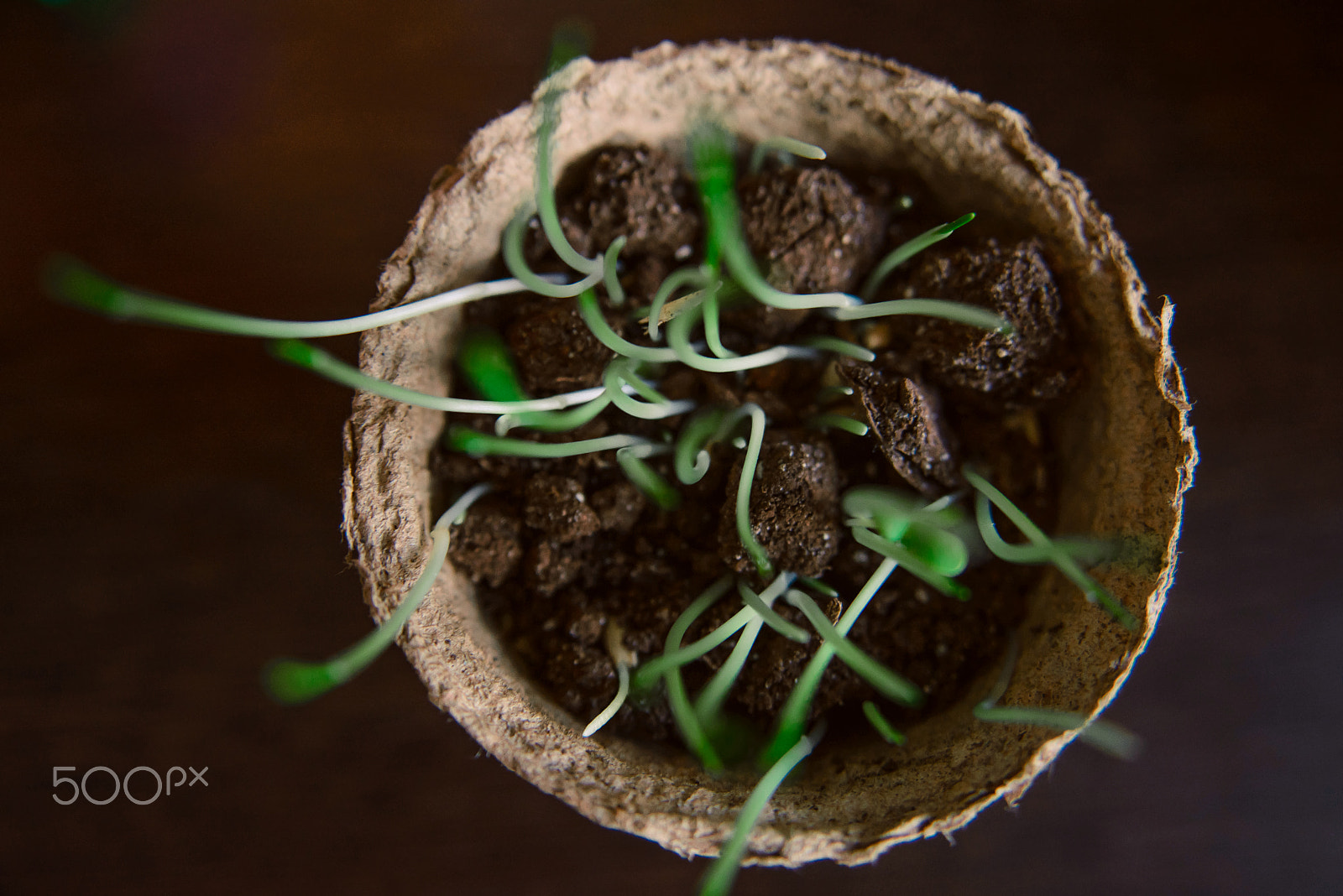 Nikon AF Nikkor 24-85mm F2.8-4D IF sample photo. Green shoots in a pot, top view photography