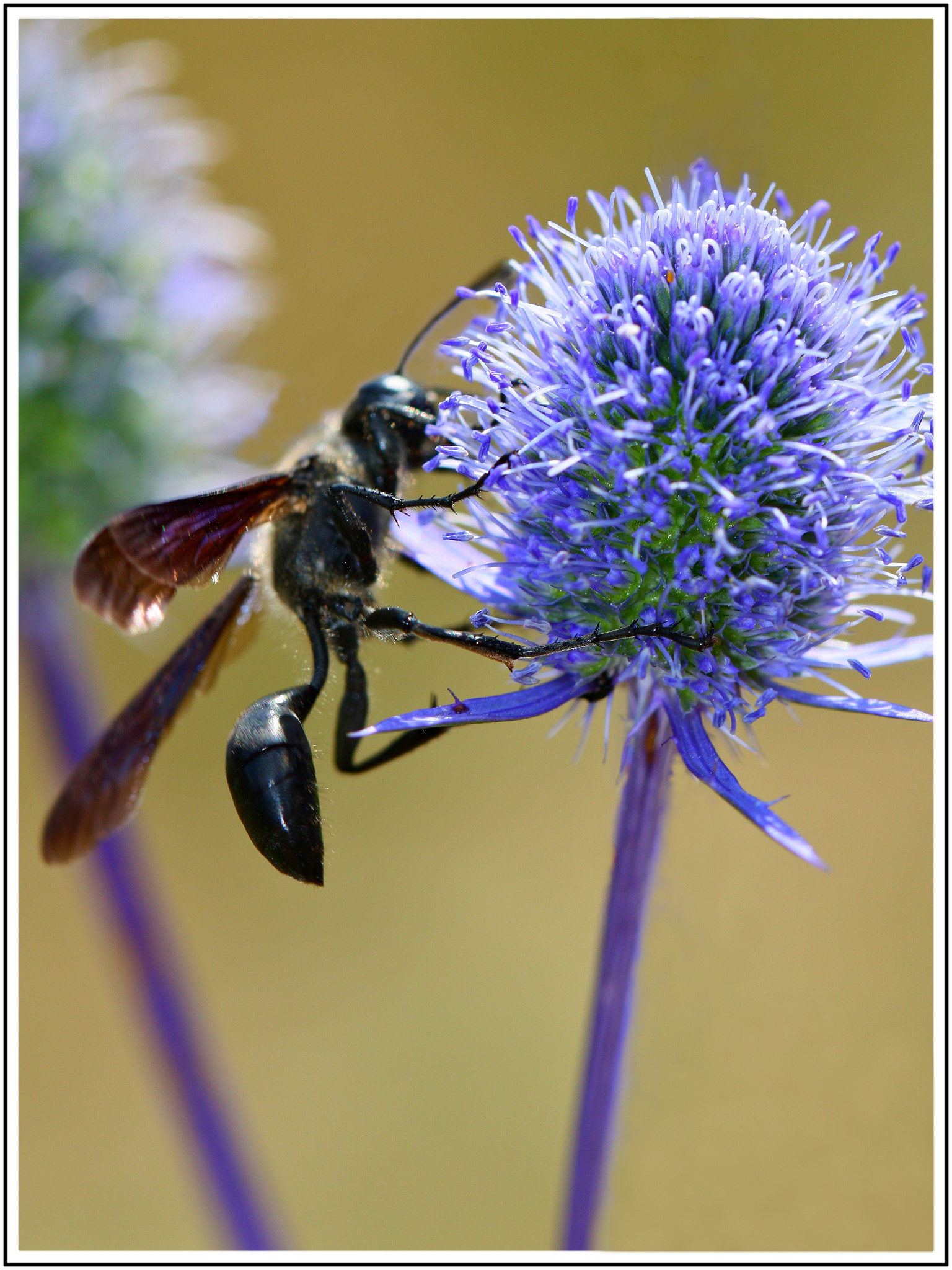 Nikon Coolpix S6500 sample photo. Fleur et insecte photography