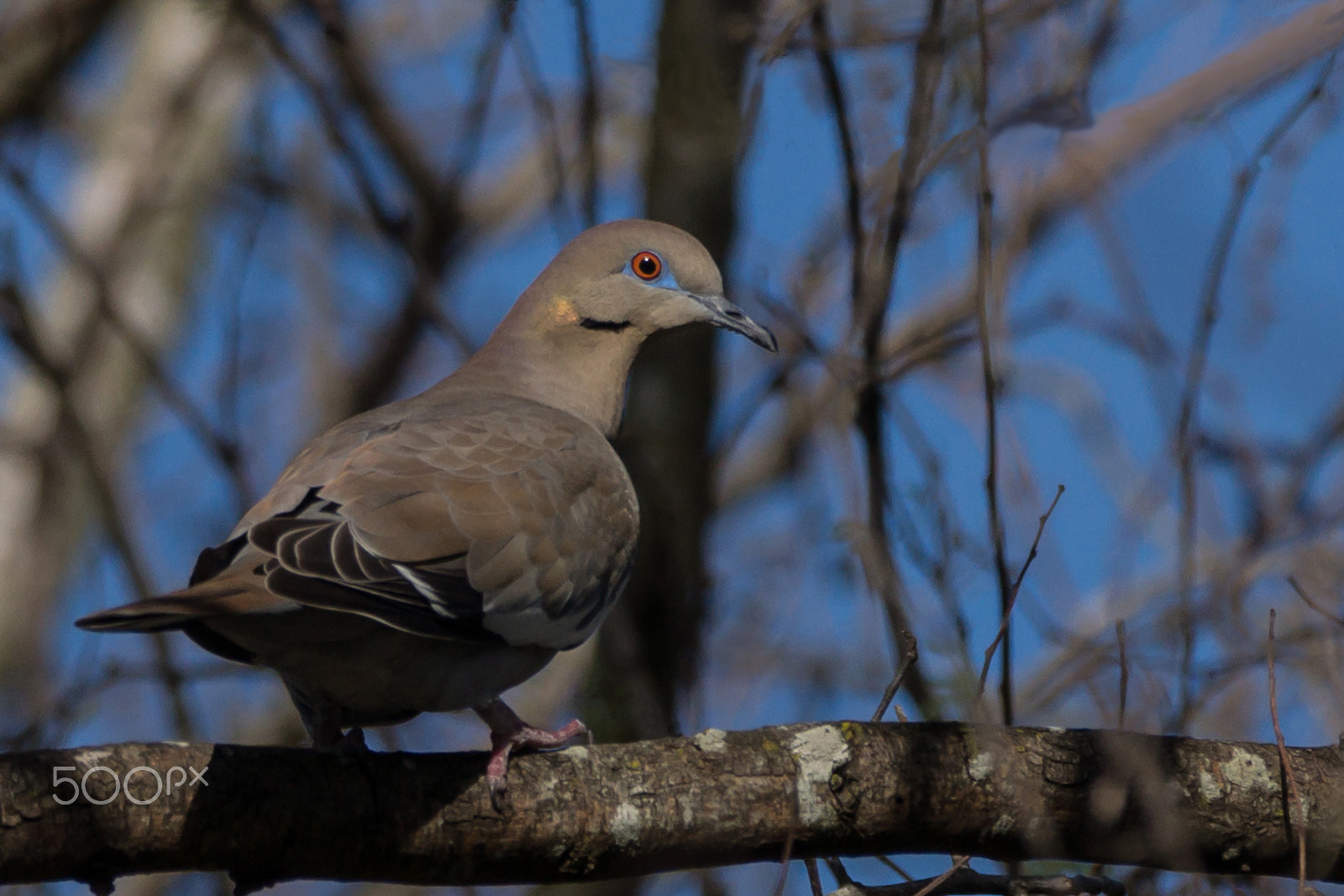 Sony 70-300mm F4.5-5.6 G SSM sample photo. A look through blue photography