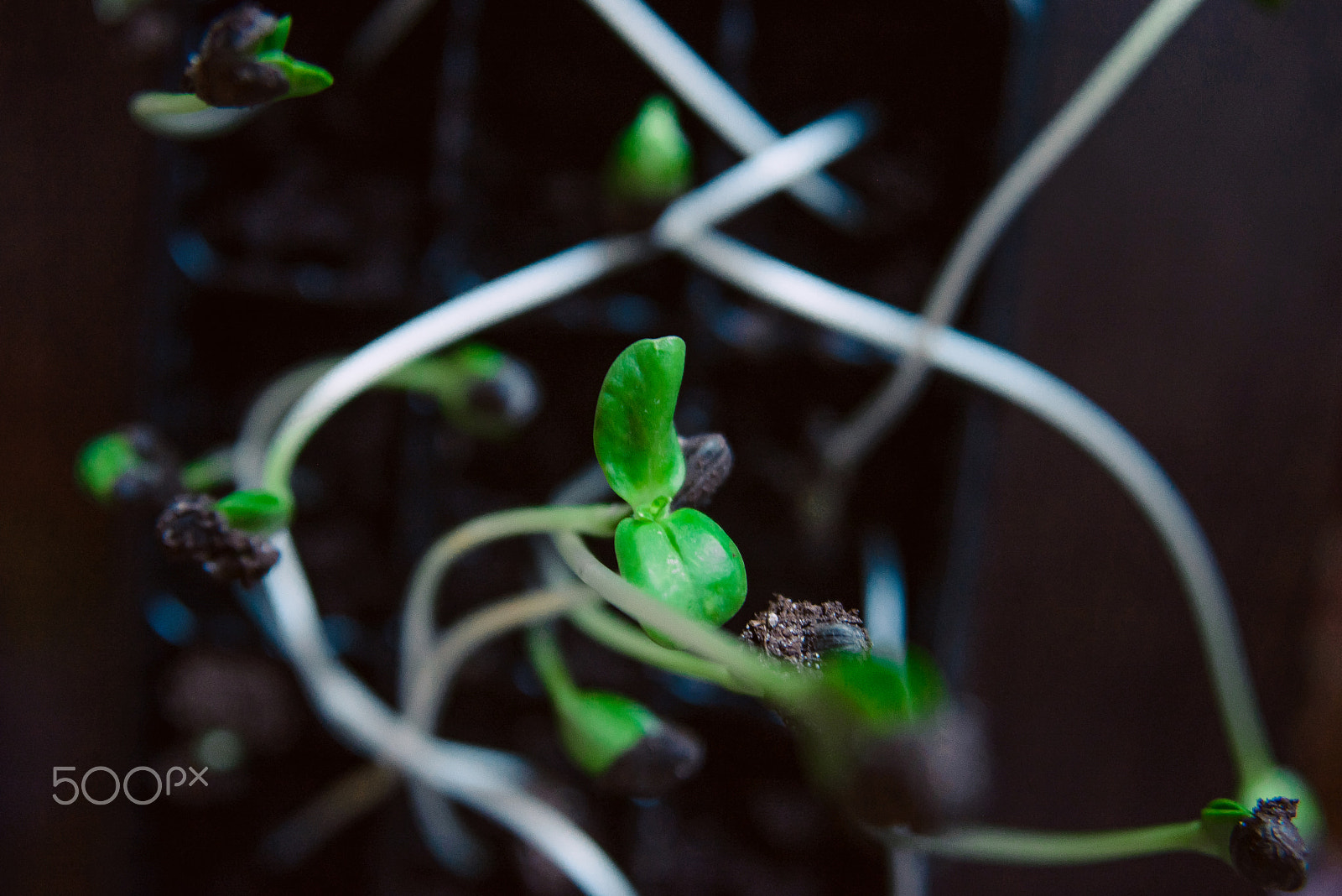 Nikon AF Nikkor 24-85mm F2.8-4D IF sample photo. Green bean seedlings with water droplets in soil. macro shallow dof. sprout, seedling, close-up photography