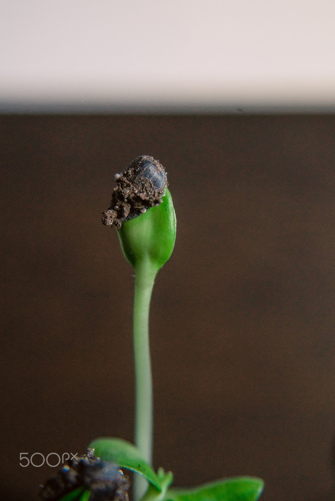 Nikon AF Nikkor 24-85mm F2.8-4D IF sample photo. Small sweet basil seedlings growing from seed in a greenhouse in spring. sprout   on top is  up photography