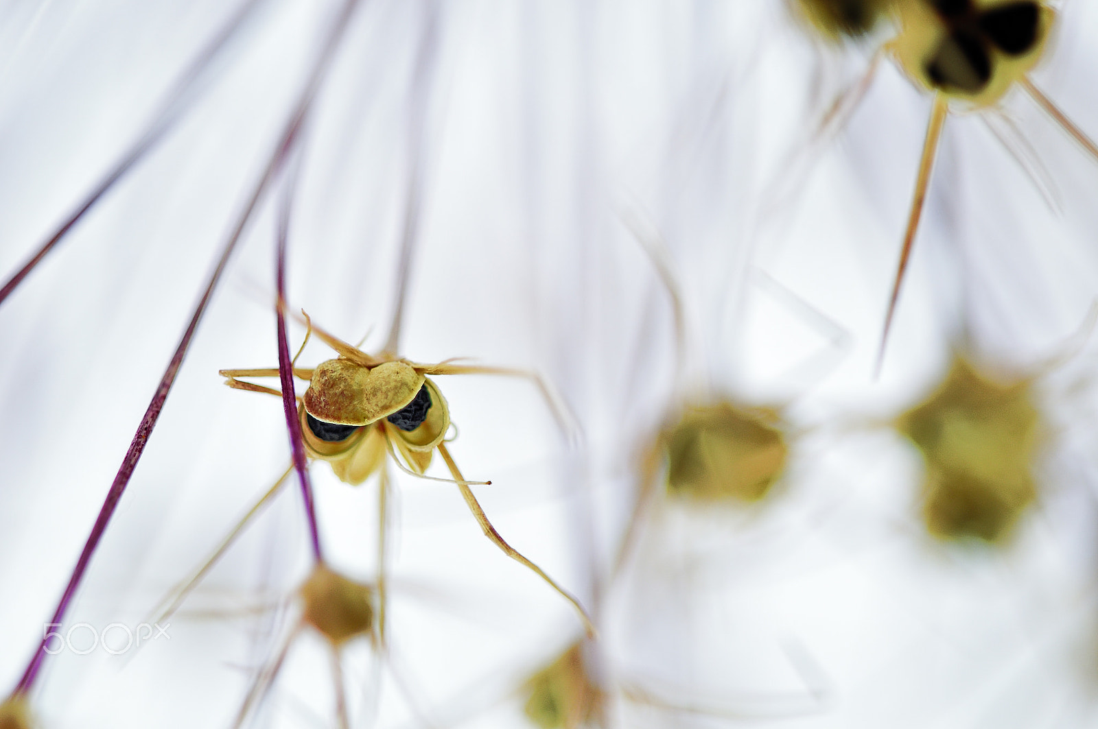 Sigma 150mm F2.8 EX DG Macro HSM sample photo. Alien attack photography