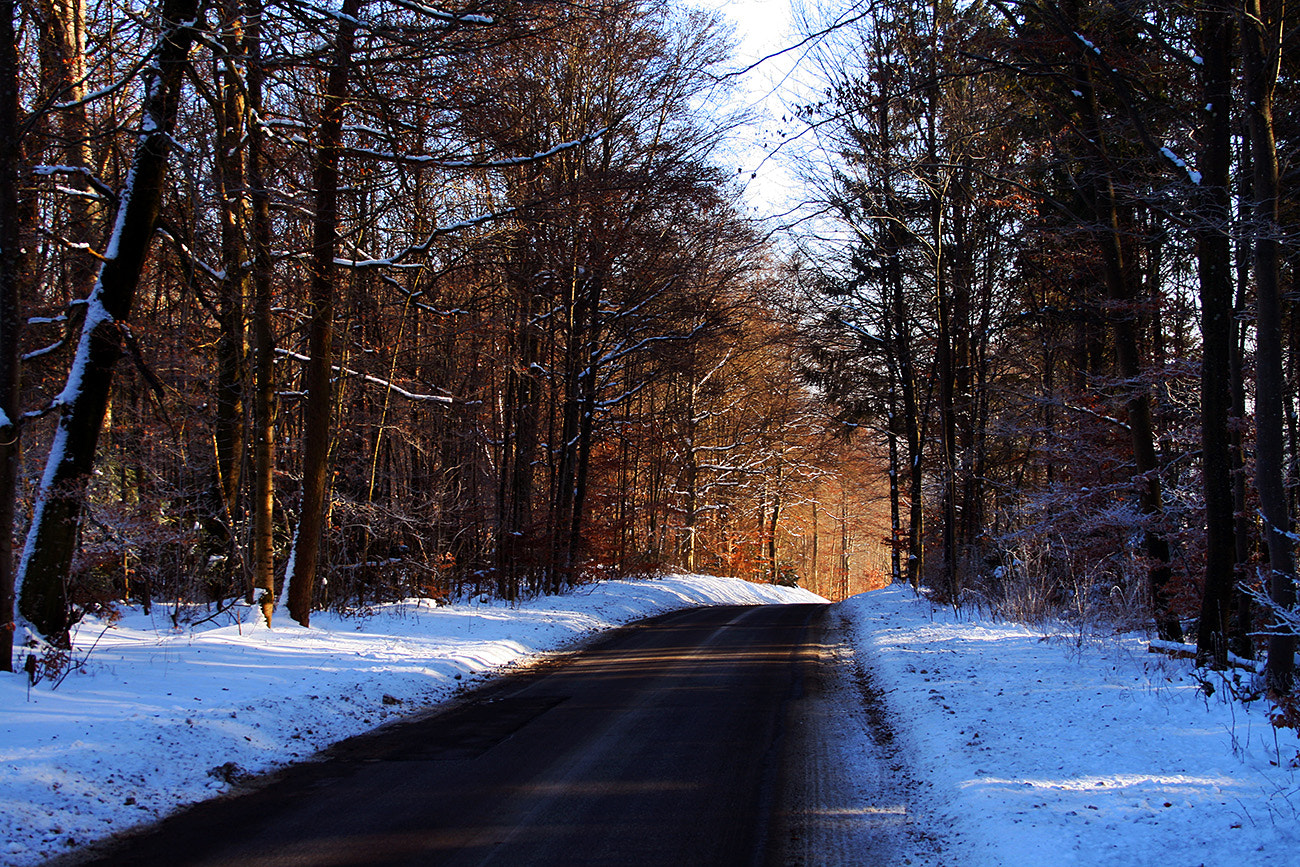 Canon EOS 400D (EOS Digital Rebel XTi / EOS Kiss Digital X) + Canon EF 50mm f/1.8 sample photo. ... winter beauty ... photography