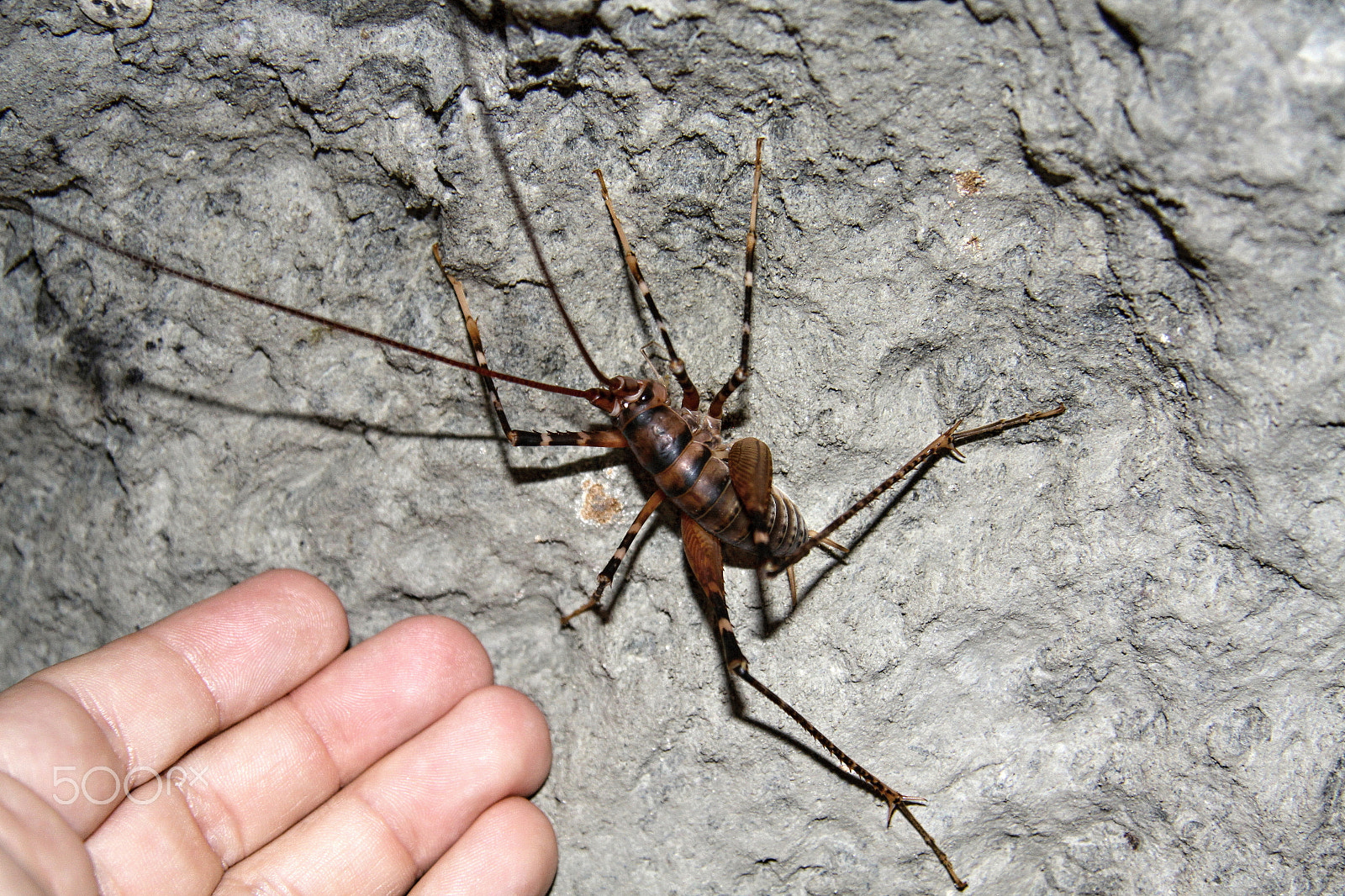 Canon EF-S 17-85mm F4-5.6 IS USM sample photo. Insect weta photography