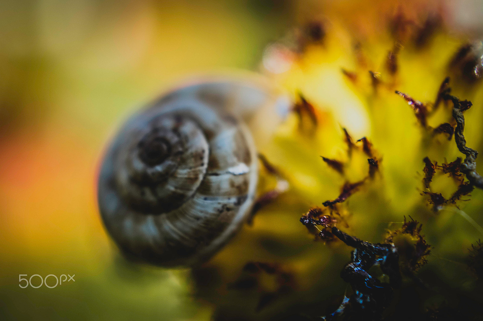 Sony SLT-A57 + Sony DT 30mm F2.8 Macro SAM sample photo. Snail ! photography