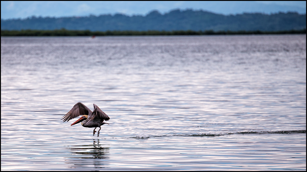 Tamron SP 70-200mm F2.8 Di VC USD sample photo. Pelican photography