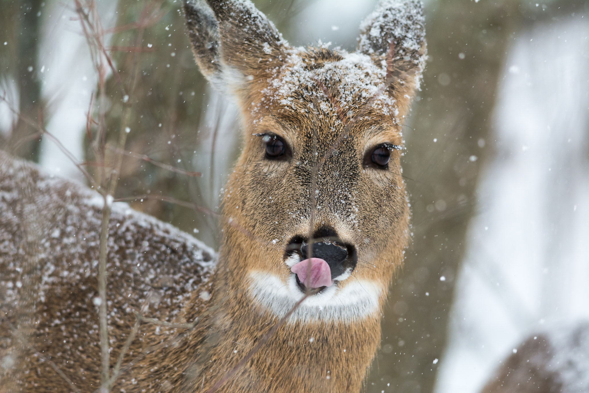 Nikon D7100 + Nikon AF-S Nikkor 300mm F4D ED-IF sample photo. Cheeky fawn in the snow photography