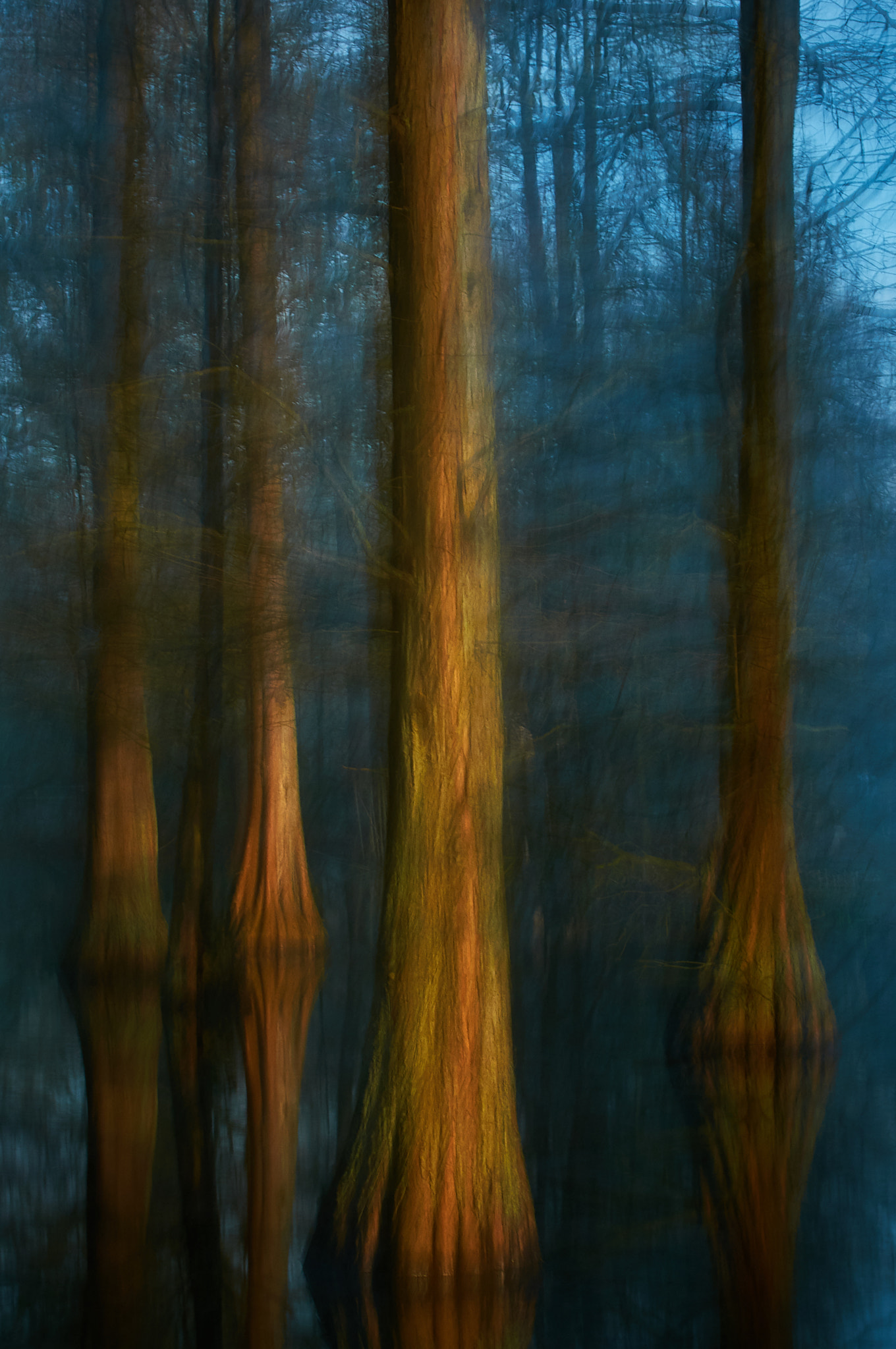 Nikon D300 sample photo. Ghost trees photography