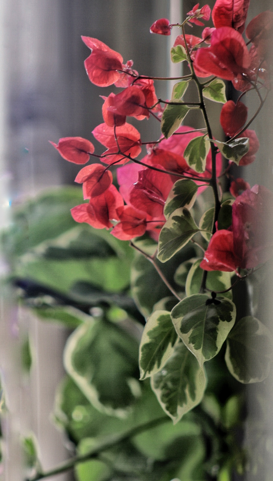 EF75-300mm f/4-5.6 sample photo. Red photography