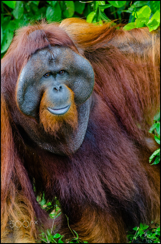 Nikon AF-Nikkor 80-200mm F2.8D ED sample photo. Orango photography