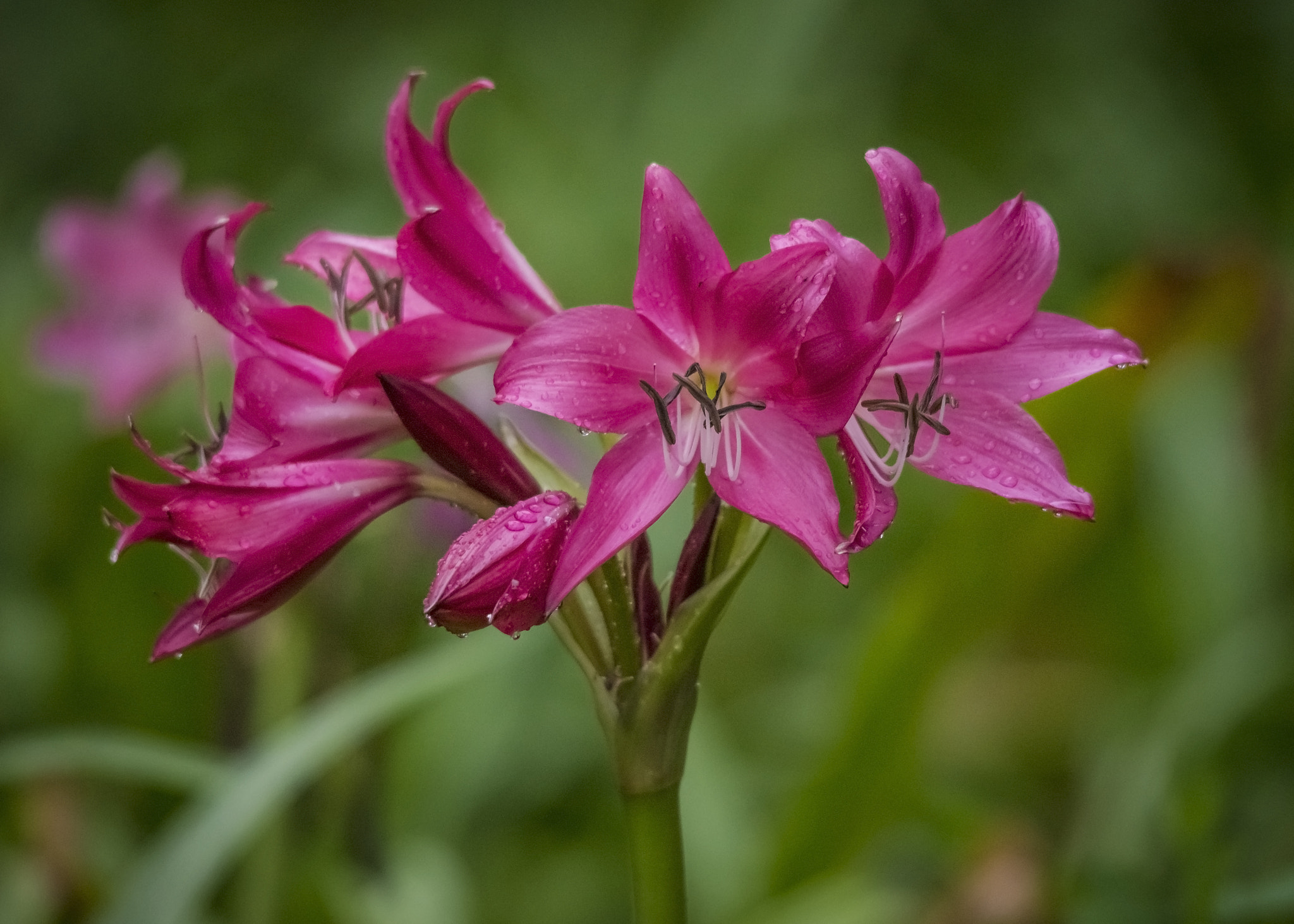 Sigma 150-500mm F5-6.3 DG OS HSM sample photo. Ton photography