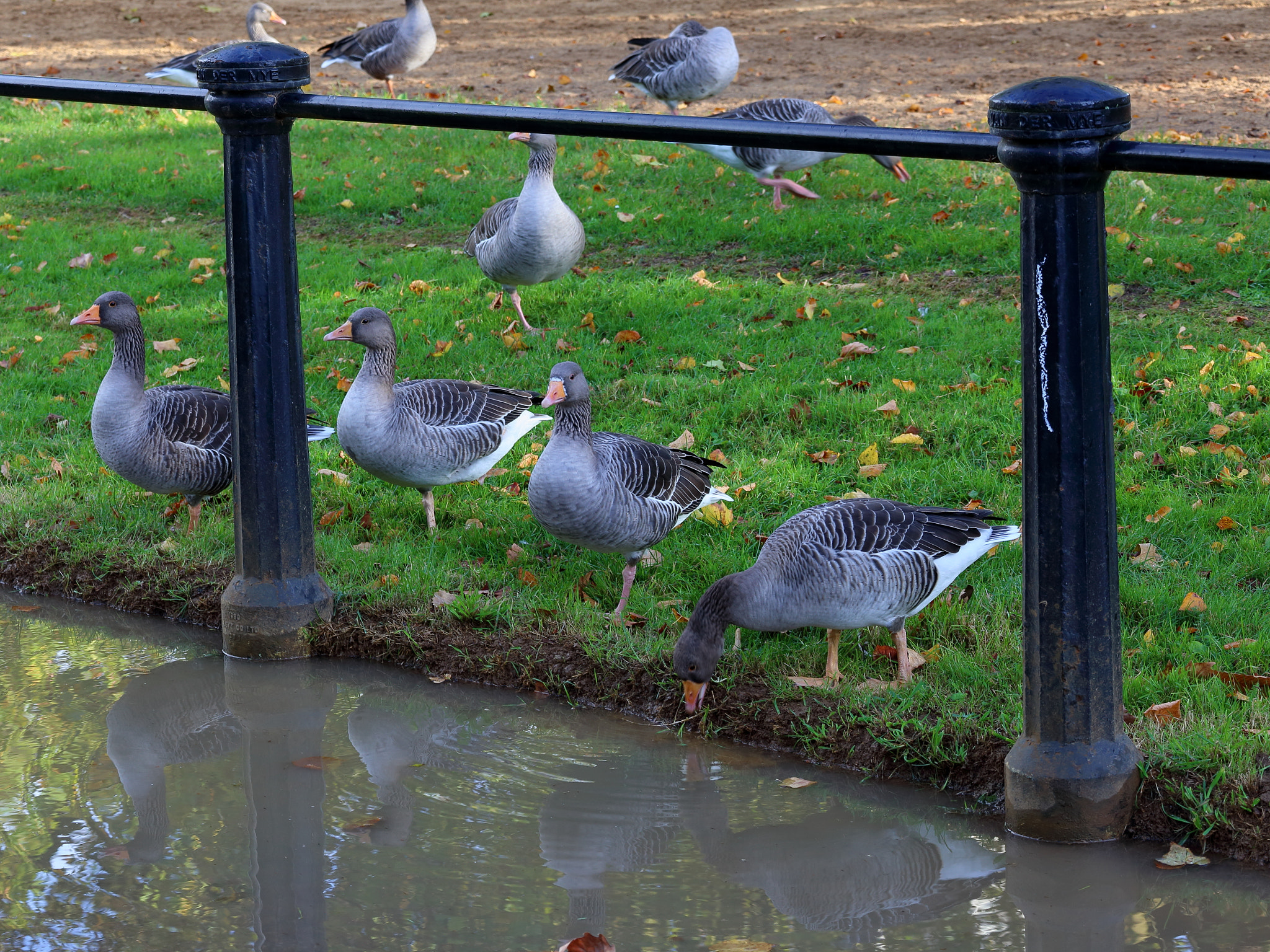 Canon EF 28-300mm F3.5-5.6L IS USM sample photo. Autumn afternoon in hyde park photography