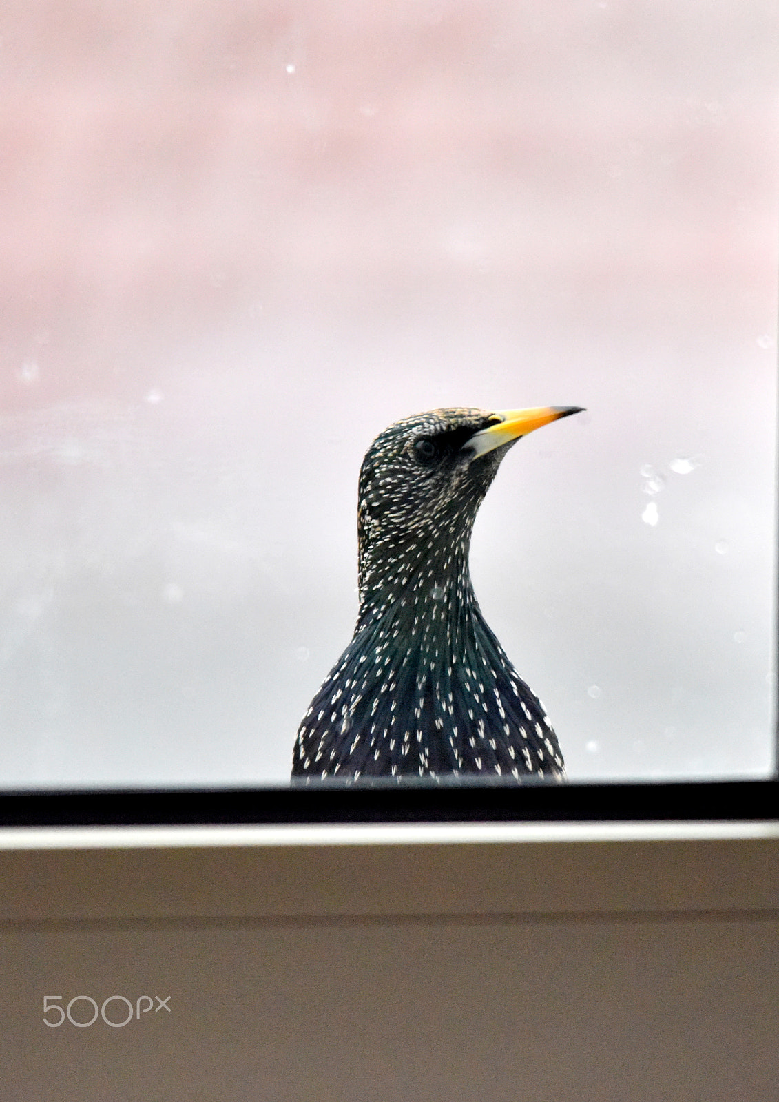 Sigma 150-500mm F5-6.3 DG OS HSM sample photo. Starling photography