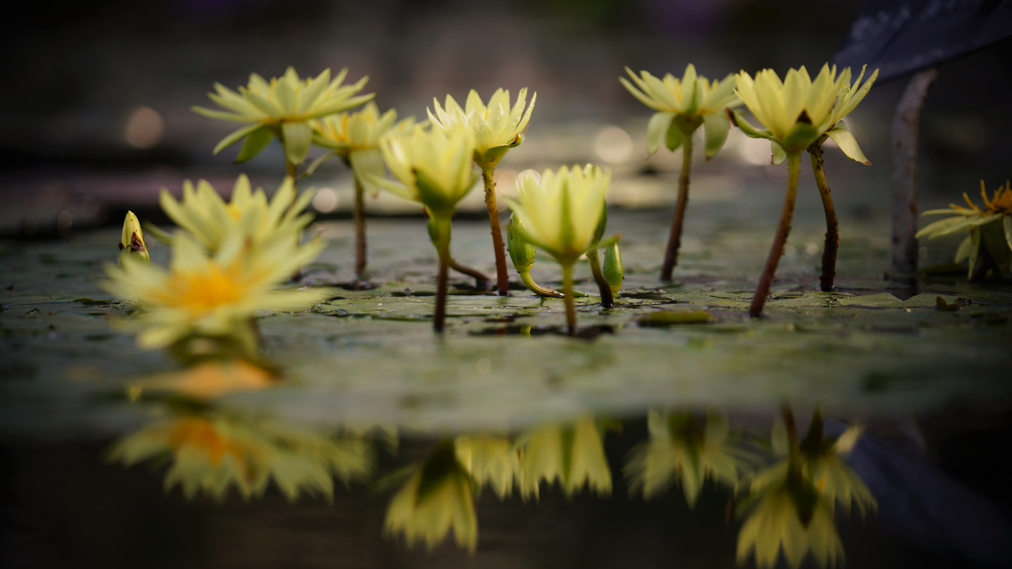 Sony a7R II + Sony FE 70-200mm F2.8 GM OSS sample photo. Flowers reflection,ofuna botanic gardden, jpn photography