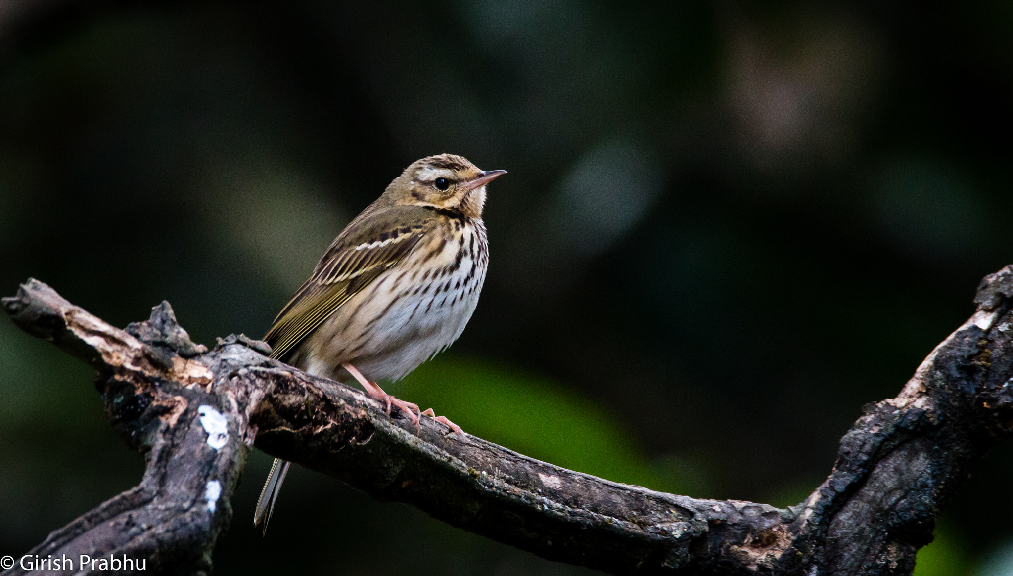 150-600mm F5-6.3 DG OS HSM | Contemporary 015 sample photo. Olive-backed pipit! photography